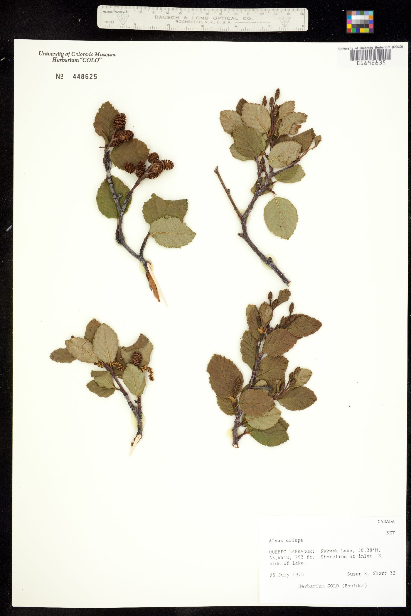Alnus viridis image