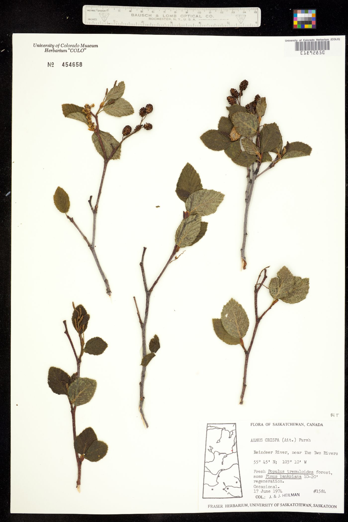 Alnus viridis ssp. crispa image