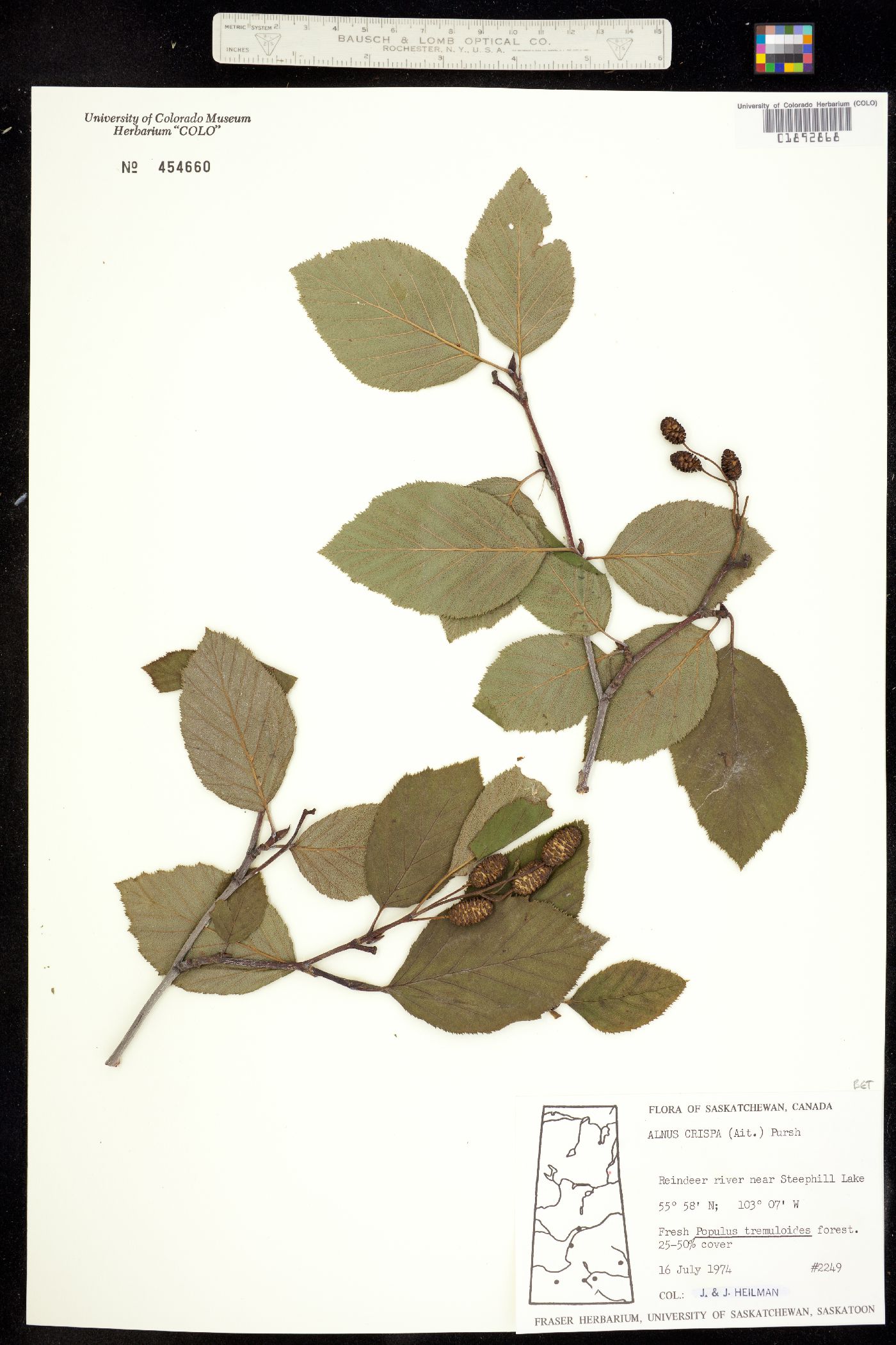 Alnus viridis ssp. crispa image