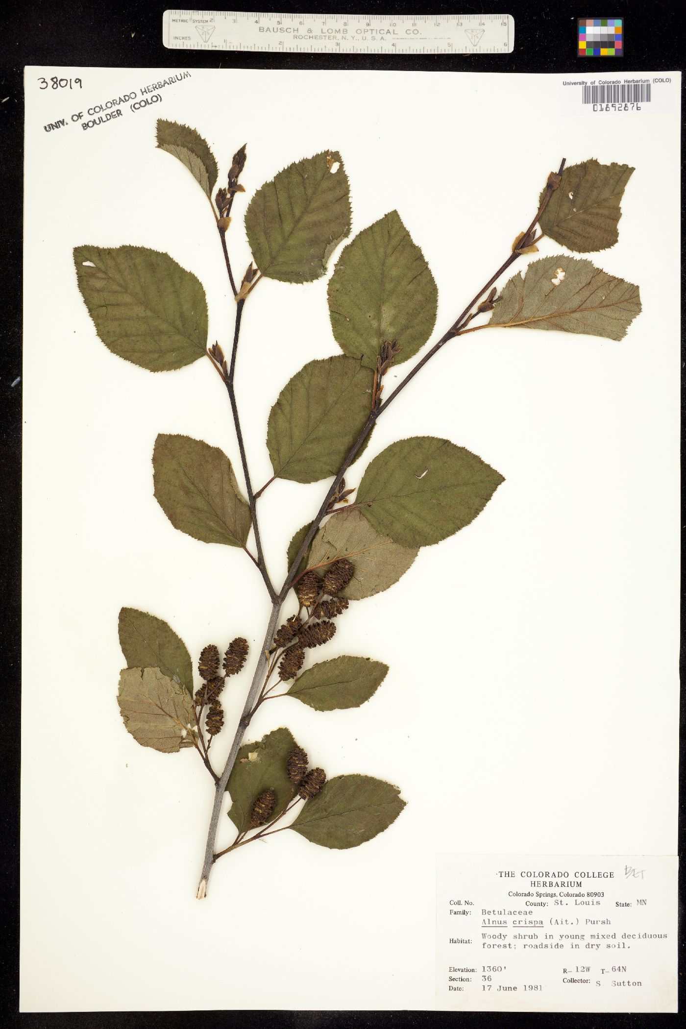 Betulaceae image