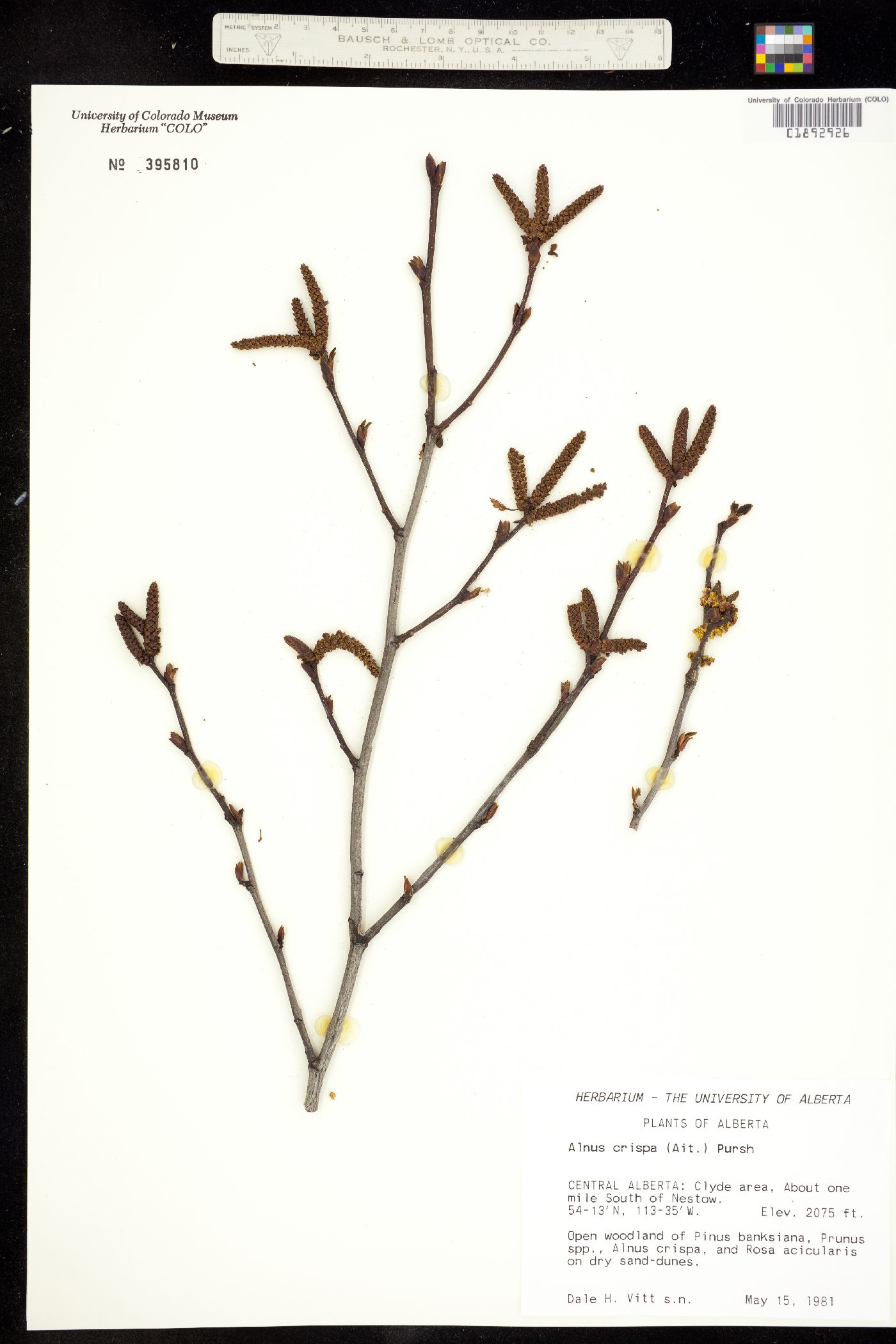 Alnus viridis ssp. crispa image