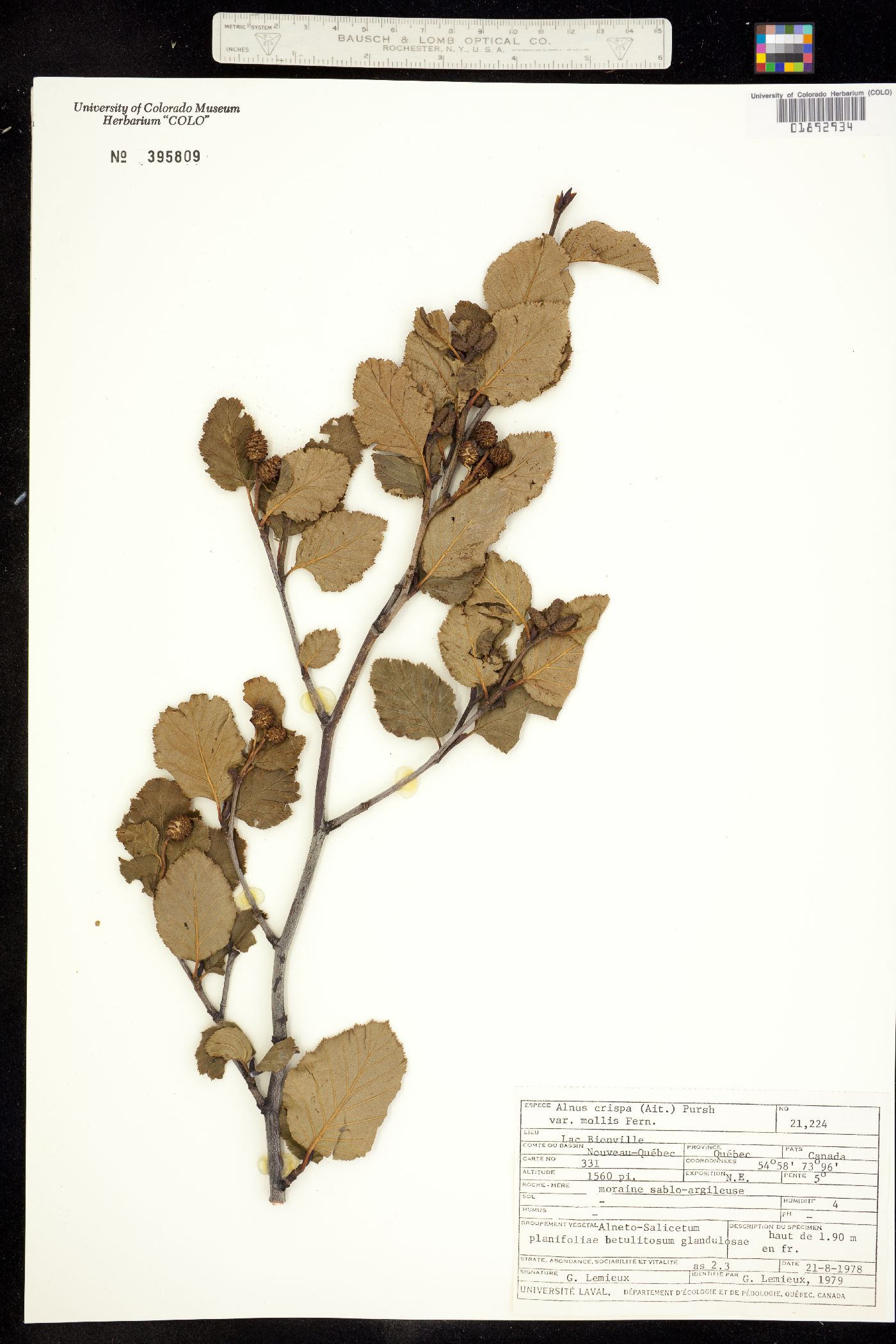 Alnus viridis ssp. crispa image