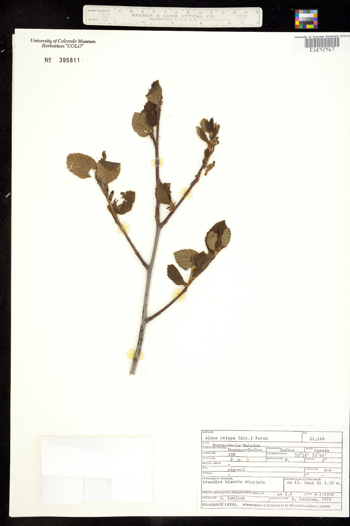 Alnus viridis ssp. crispa image