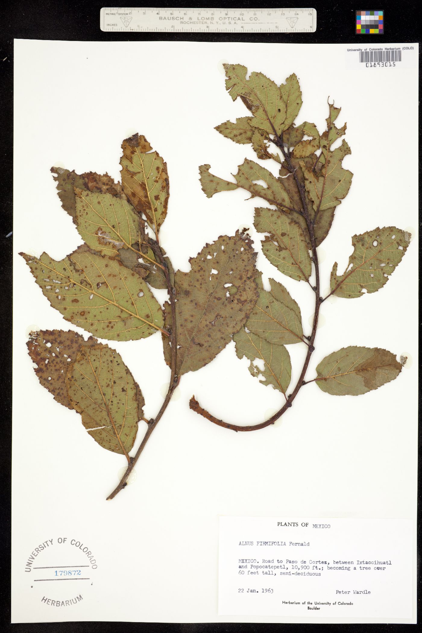 Alnus firmifolia image