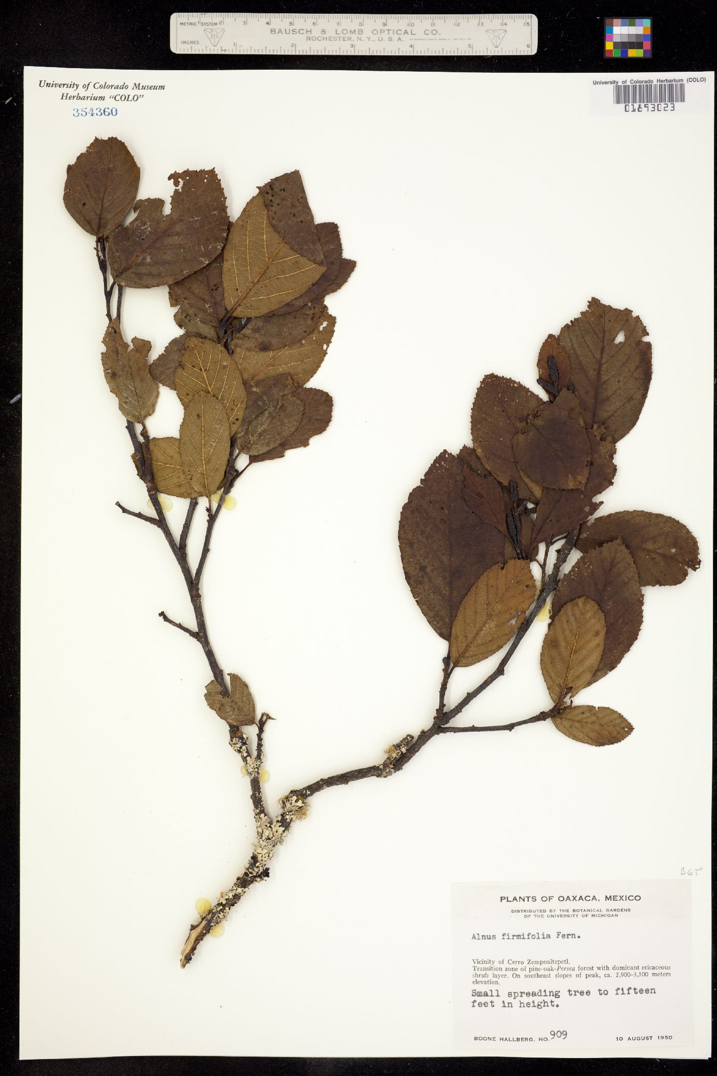 Alnus firmifolia image
