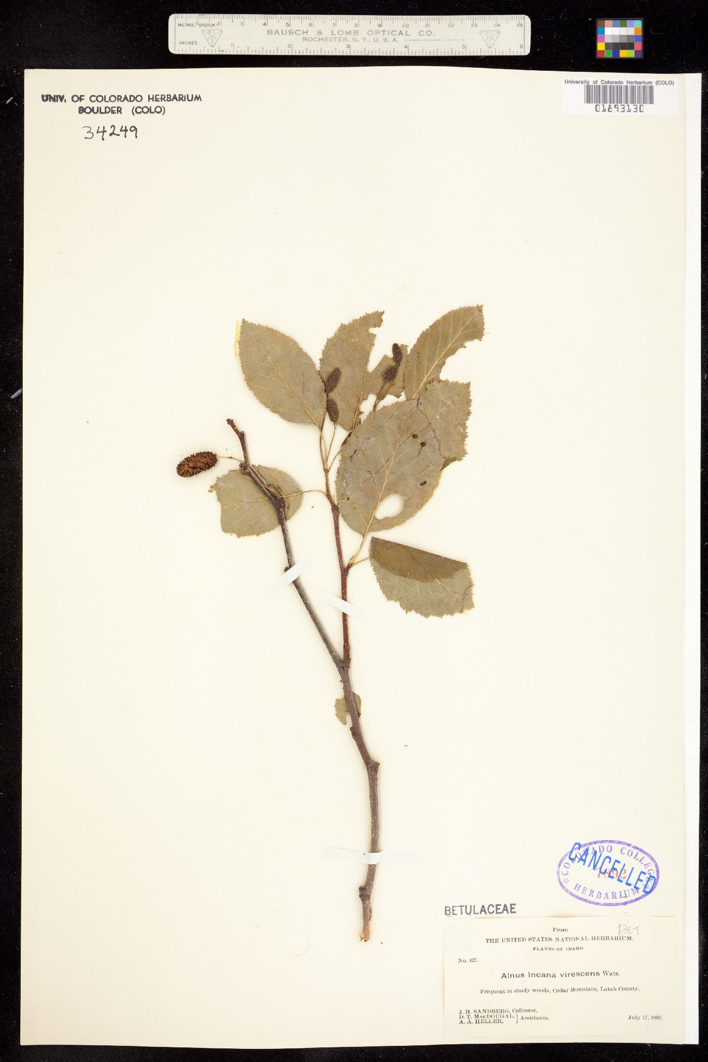Alnus incana image