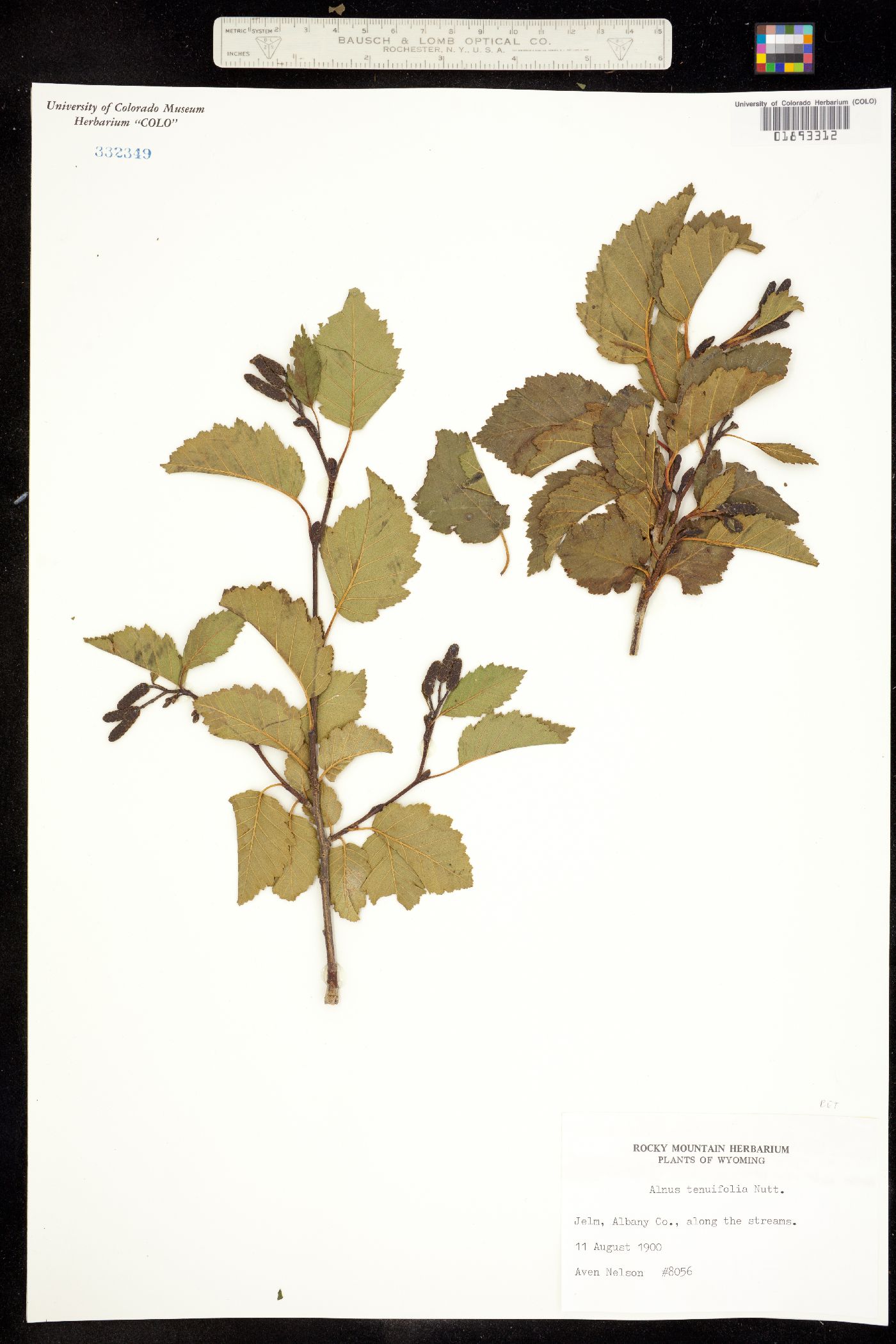 Alnus incana subsp. tenuifolia image