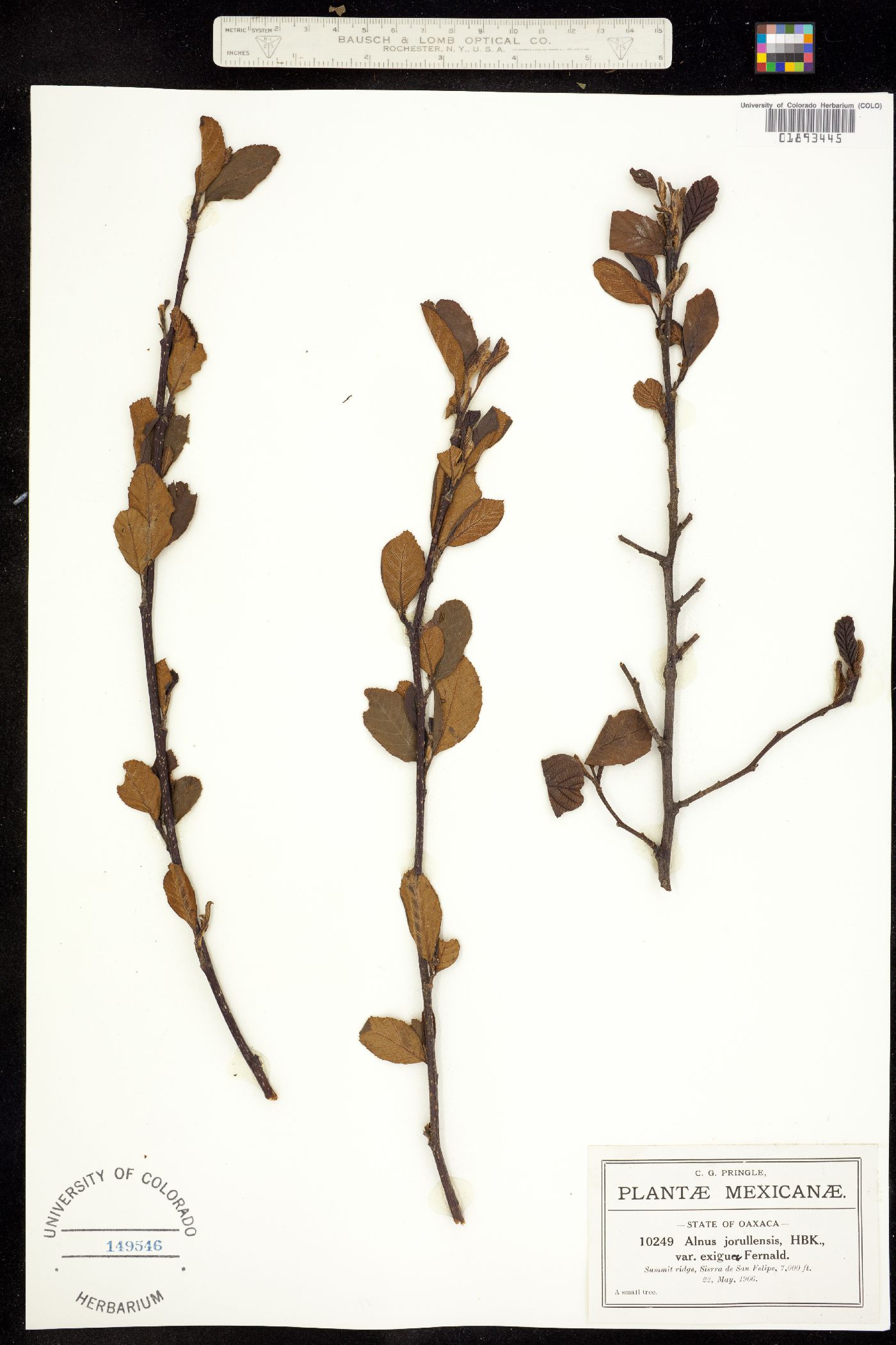 Alnus incana image