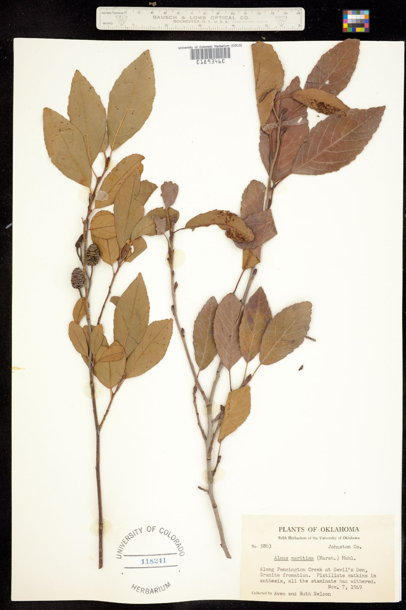 Alnus maritima image