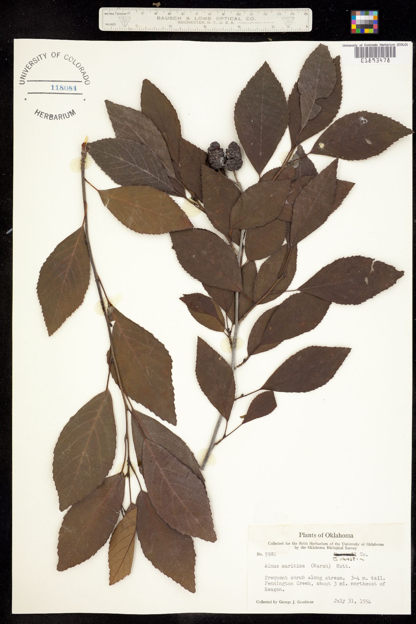 Alnus maritima image