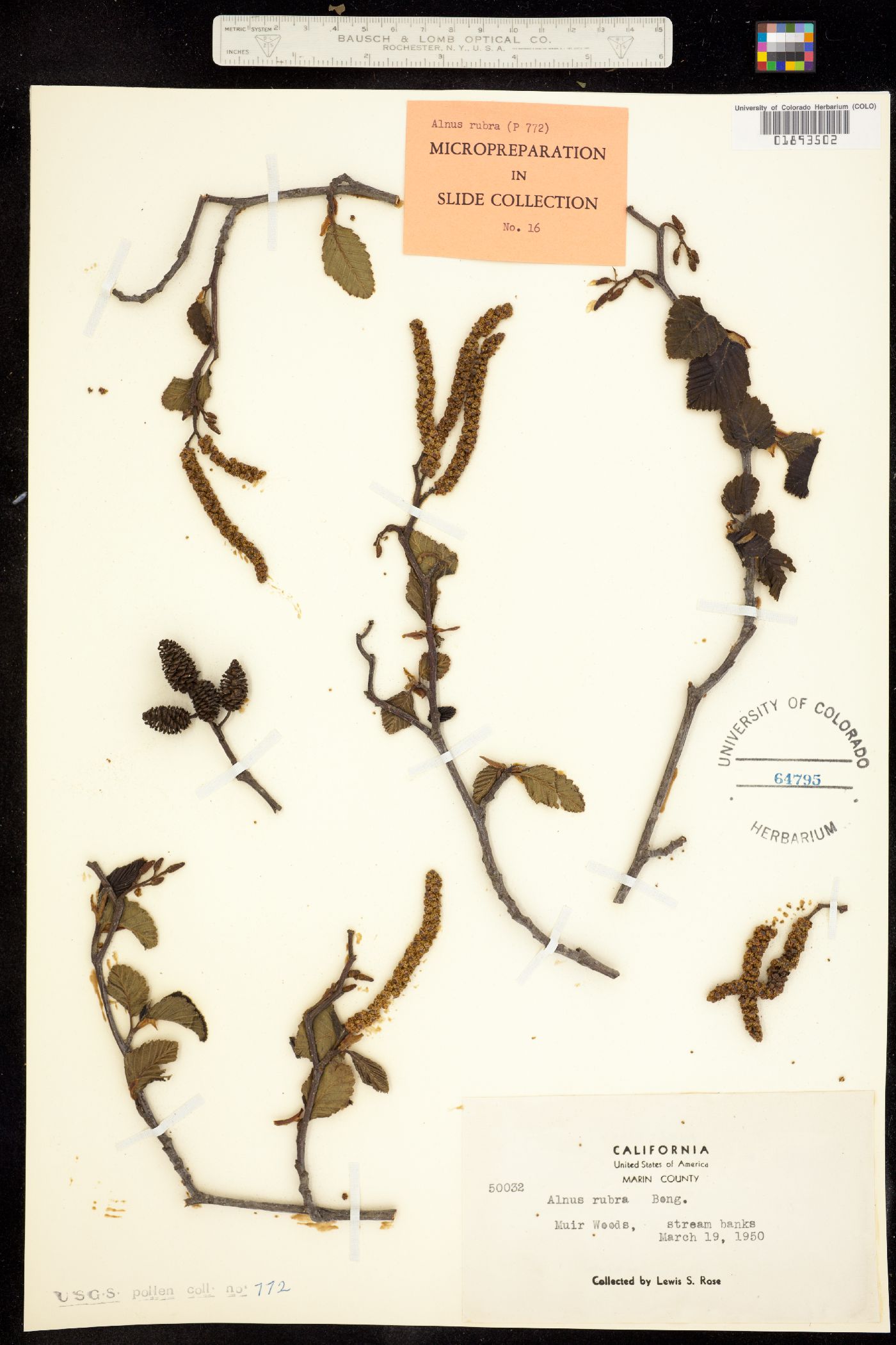 Alnus rubra image