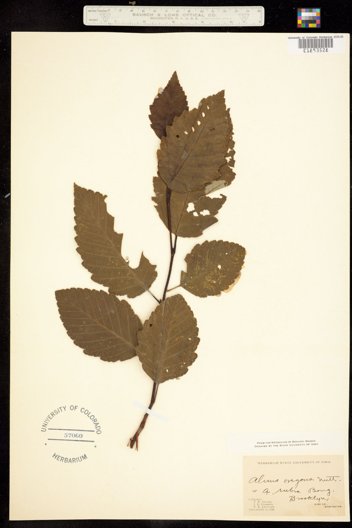 Alnus rubra image