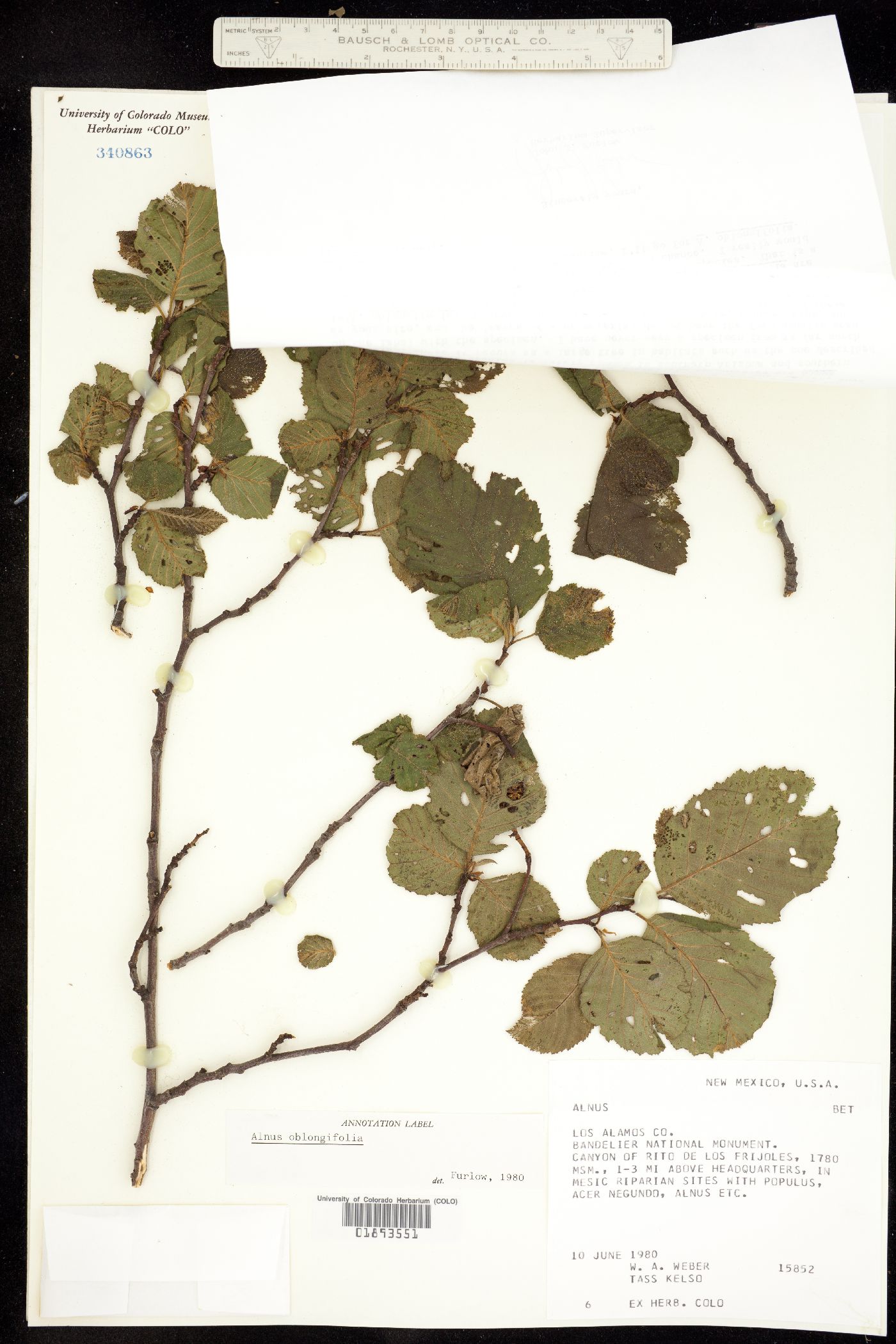 Alnus oblongifolia image