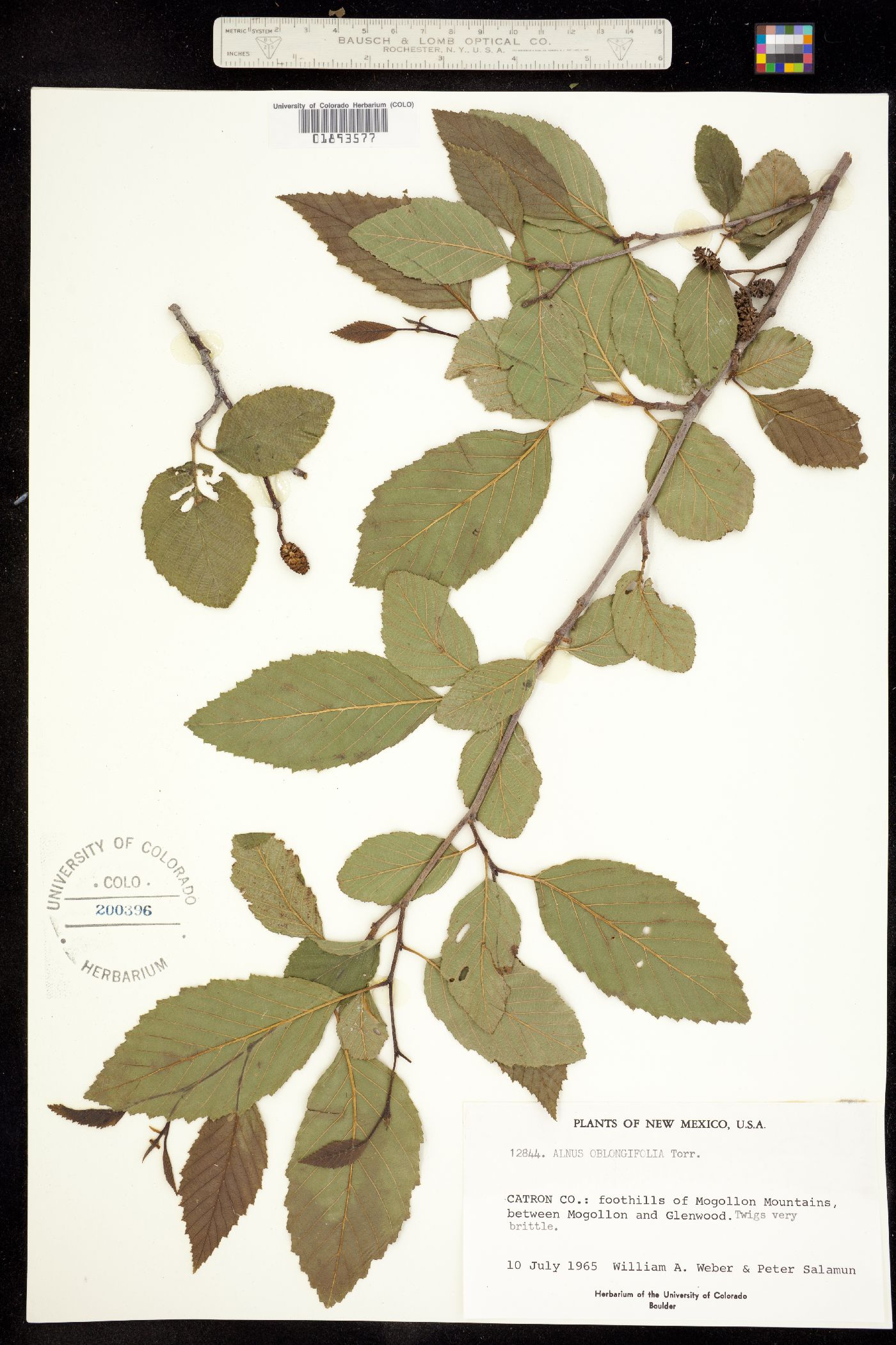 Alnus oblongifolia image