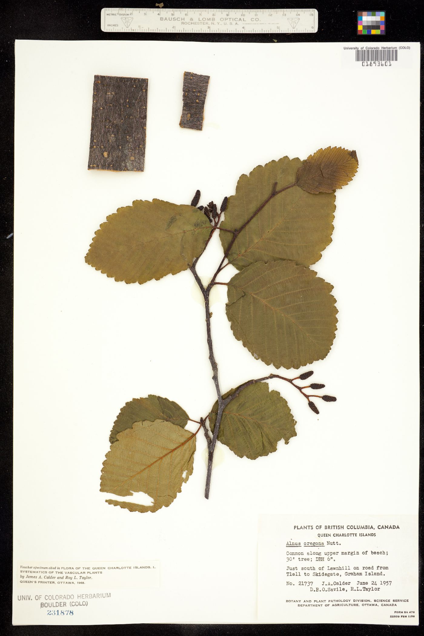 Alnus image