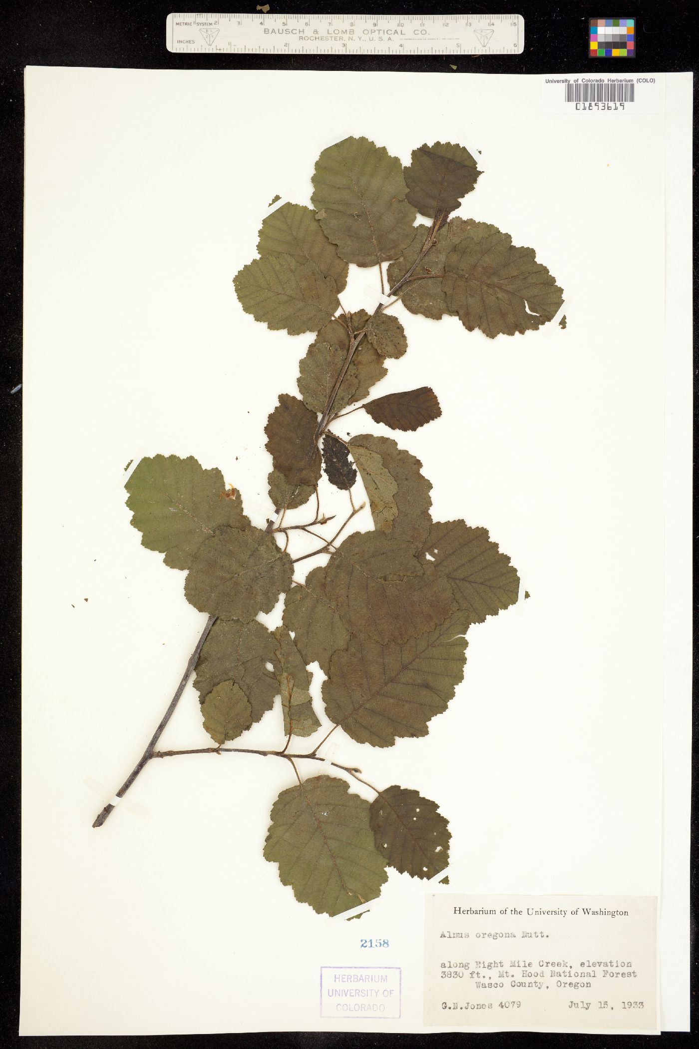 Alnus rubra image