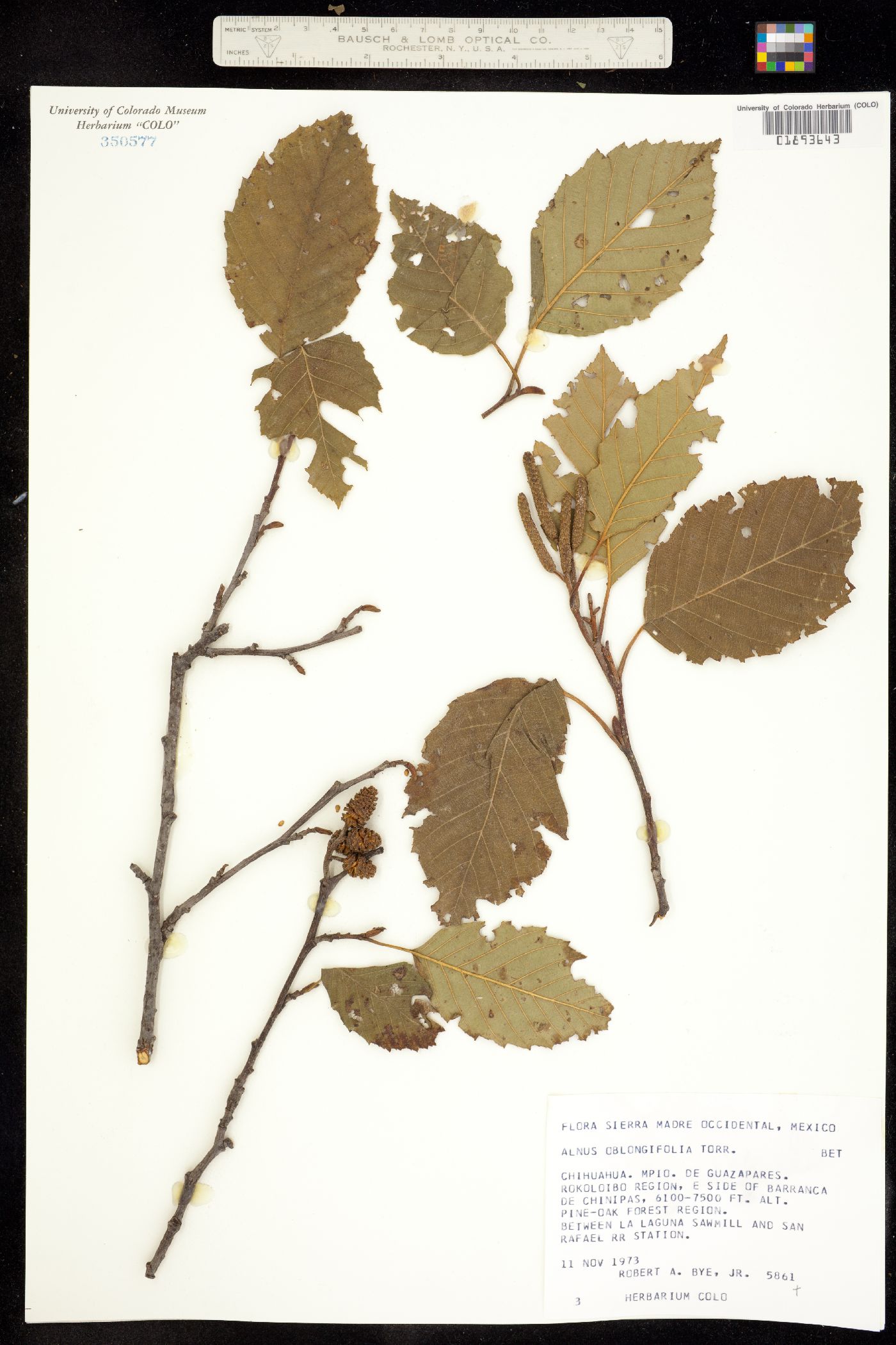 Alnus oblongifolia image