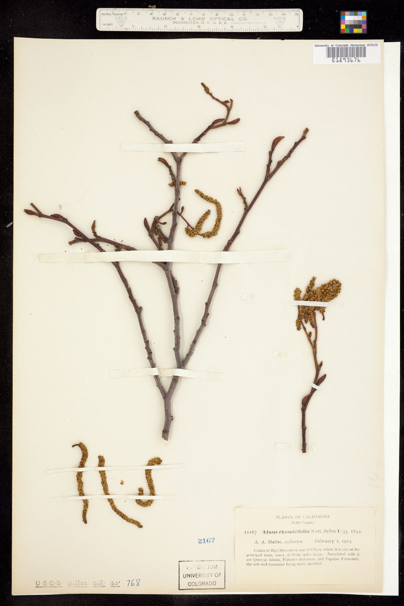 Alnus rhombifolia image