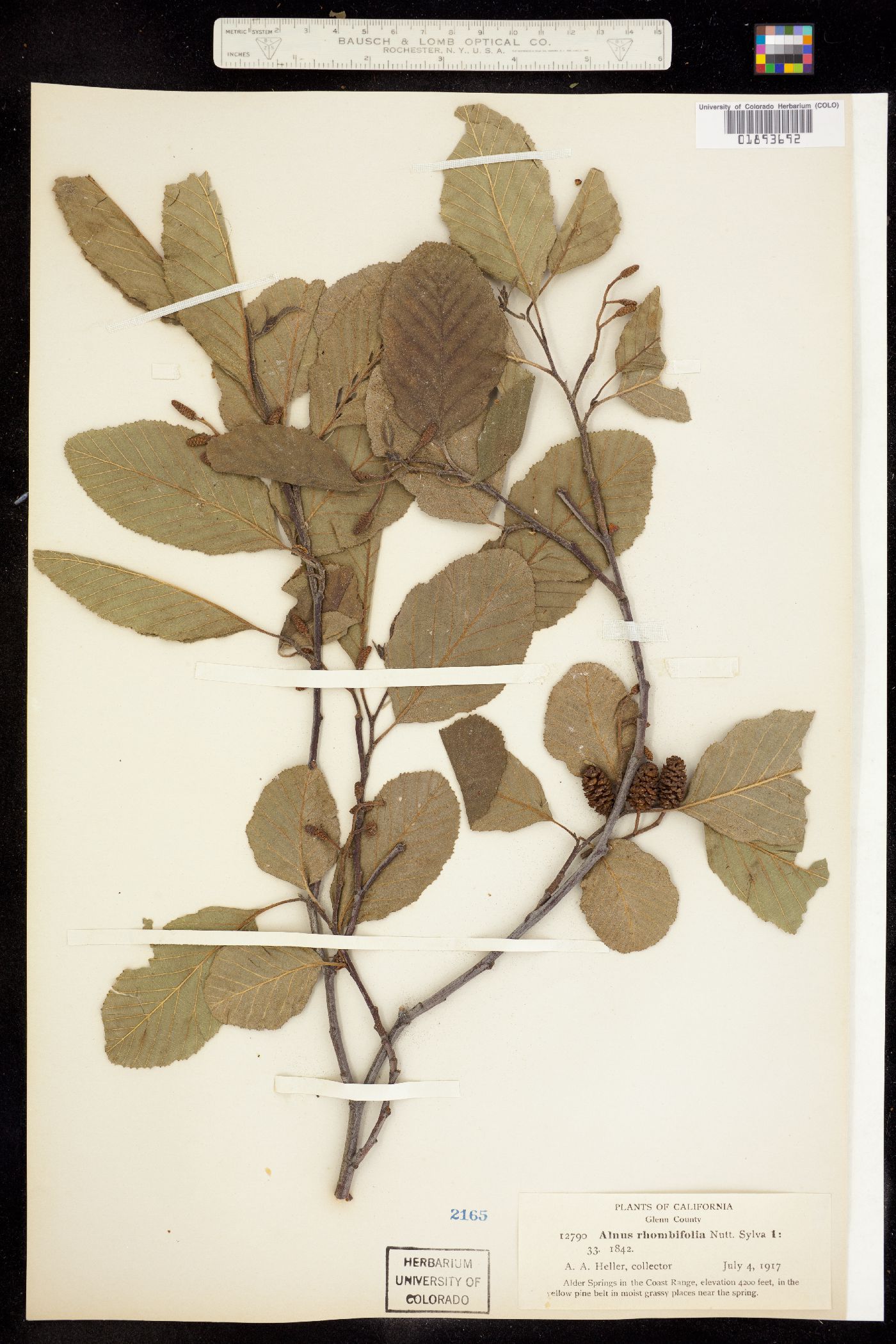 Alnus image