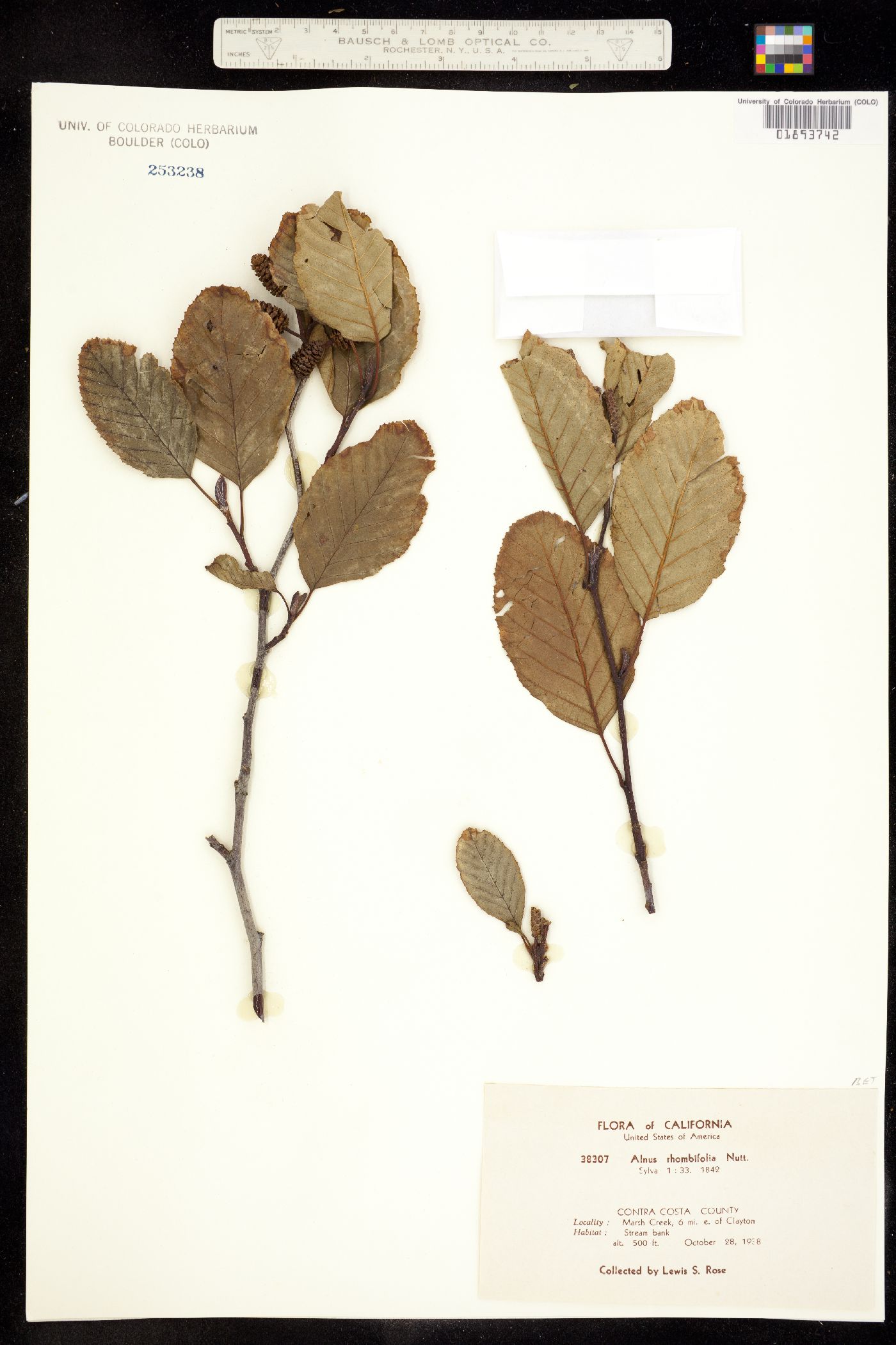 Alnus rhombifolia image