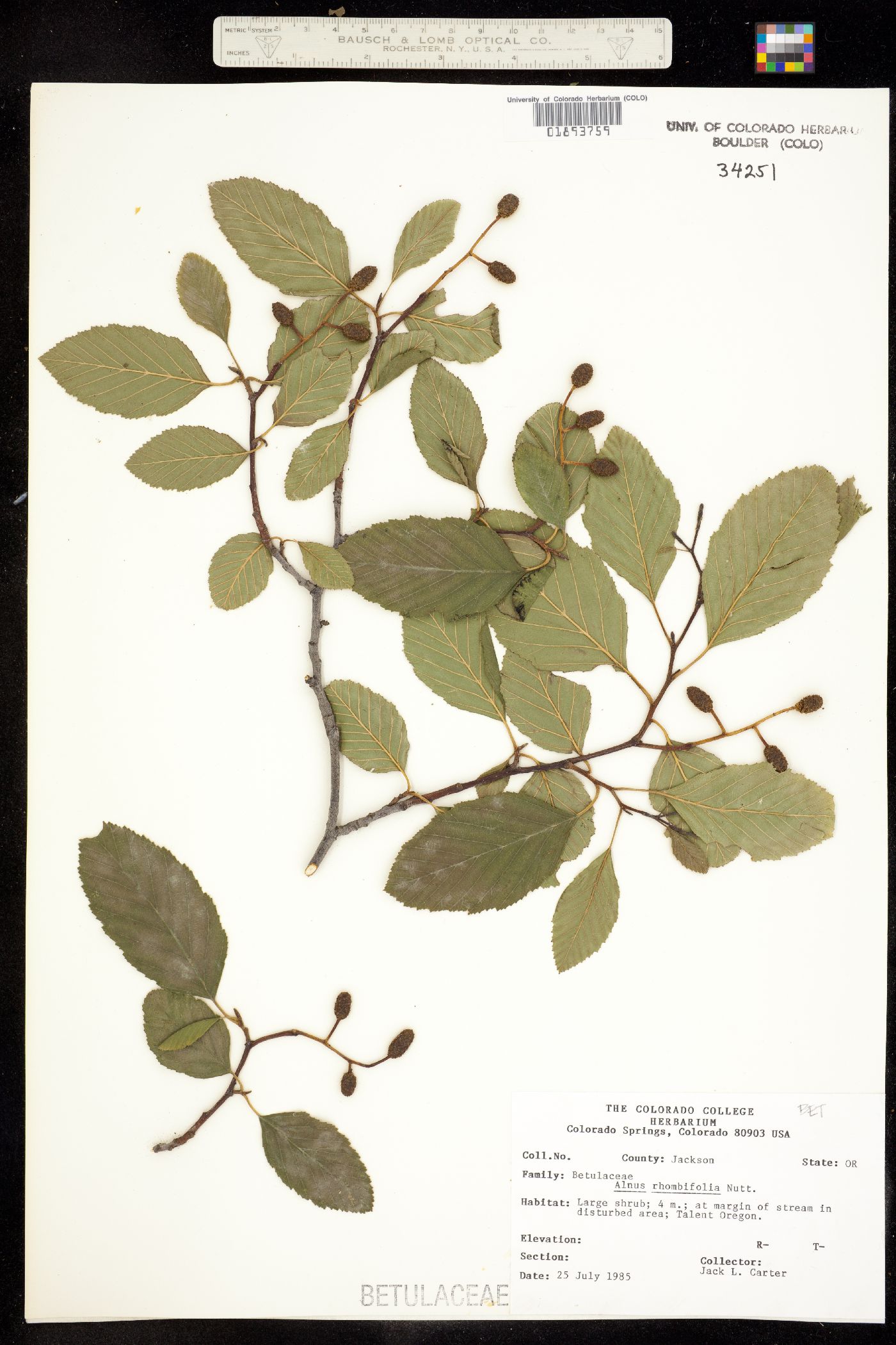 Alnus rhombifolia image