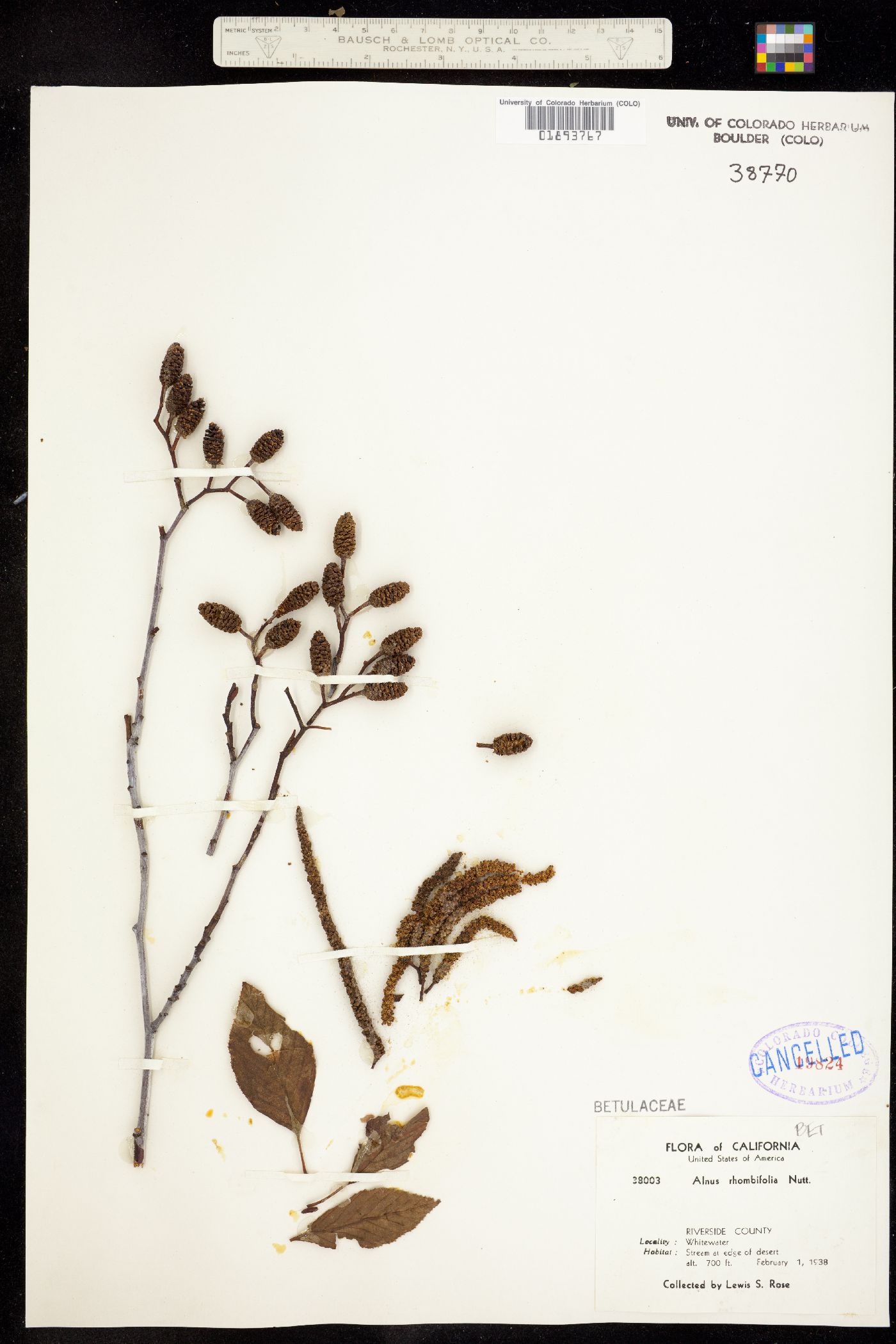 Alnus rhombifolia image