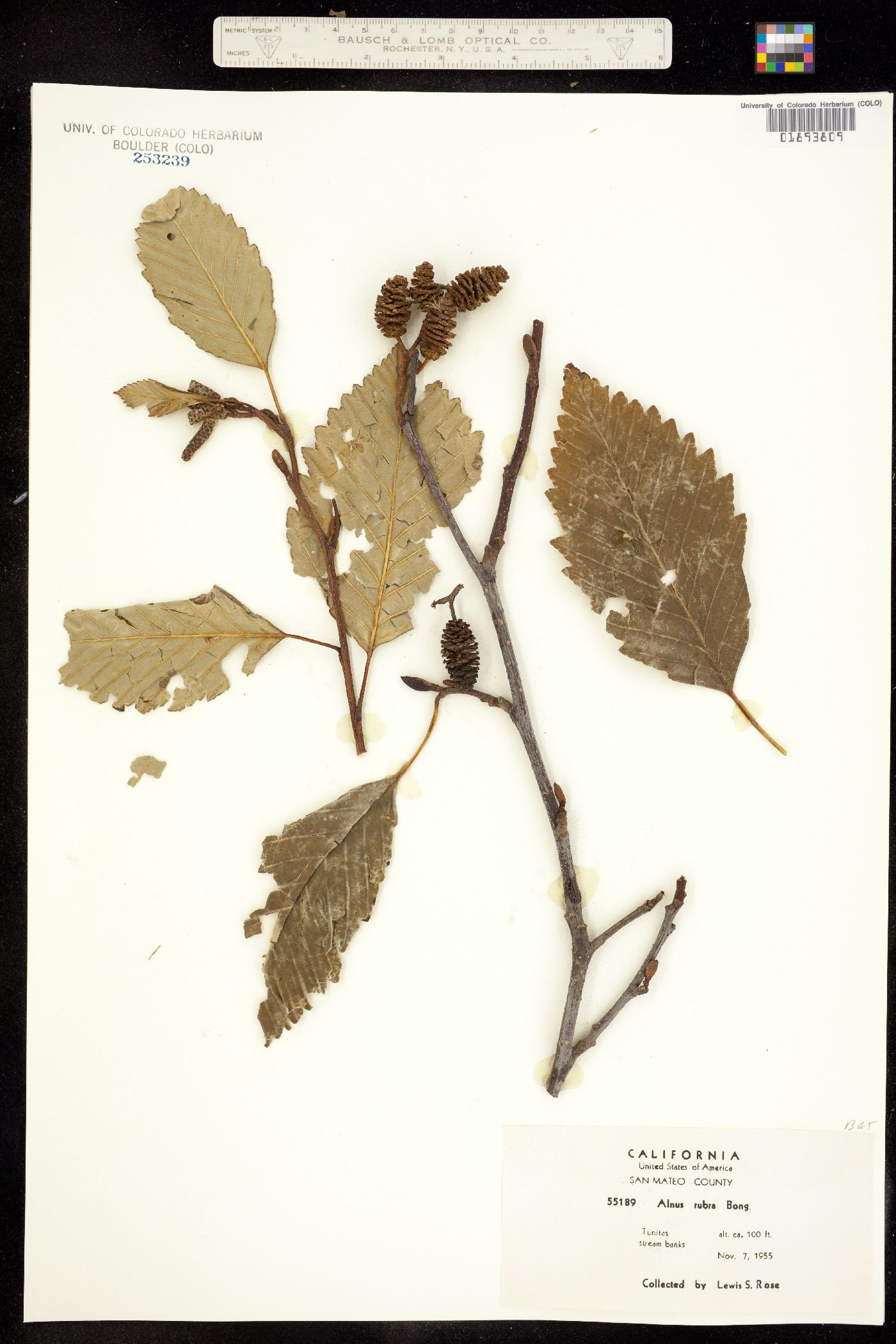 Alnus rubra image