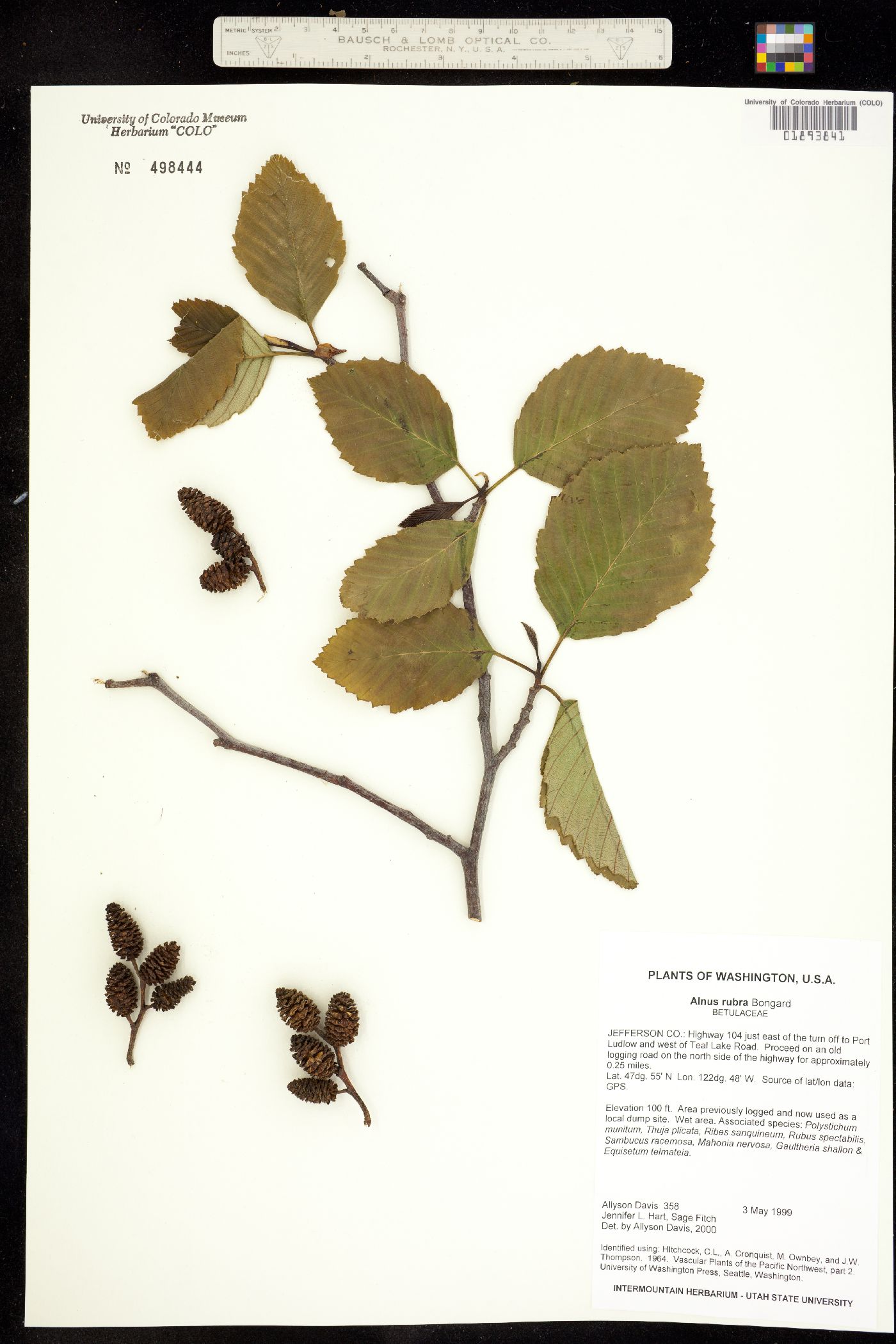 Alnus rubra image