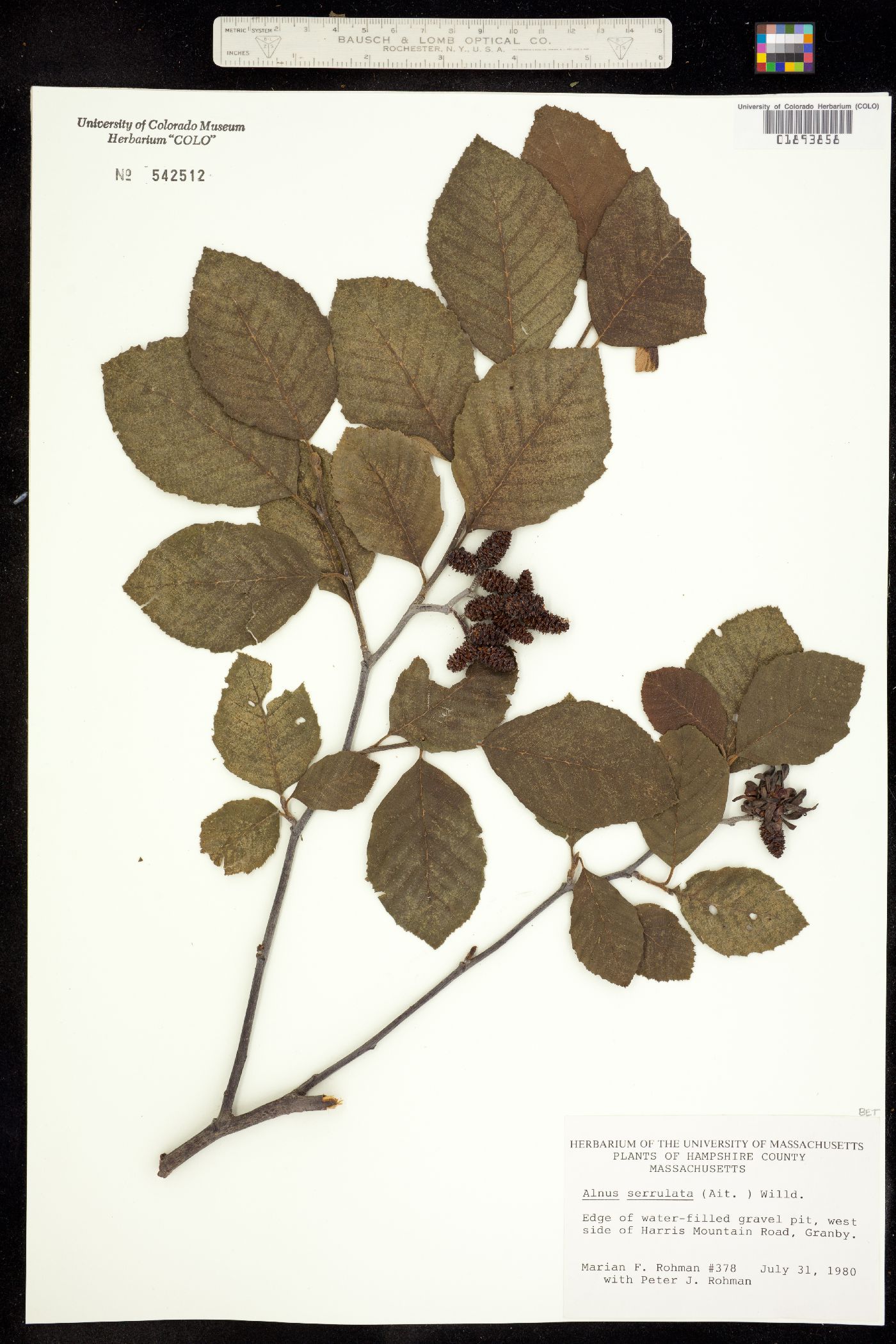 Alnus serrulata image
