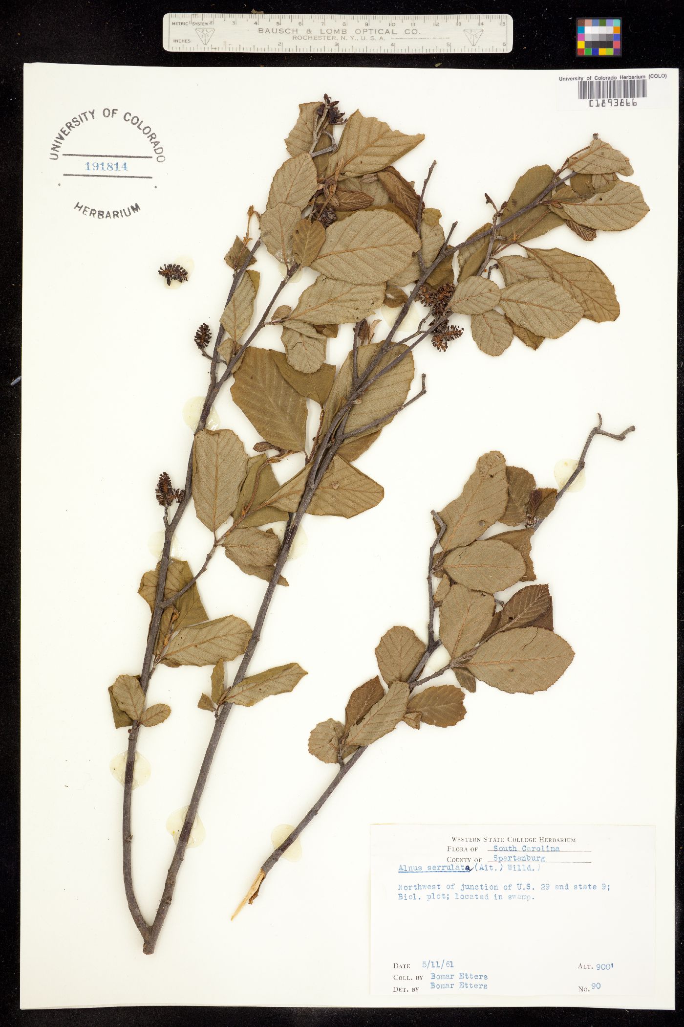 Alnus serrulata image