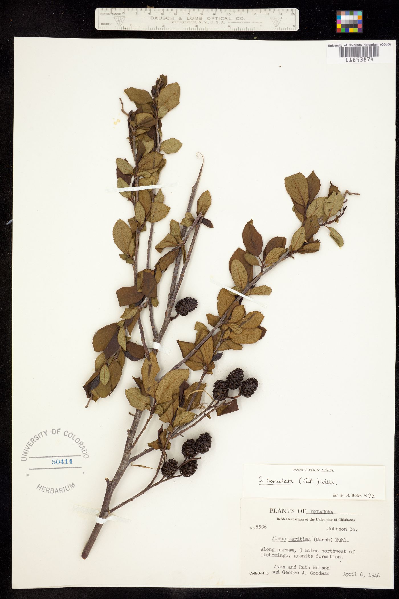 Alnus serrulata image