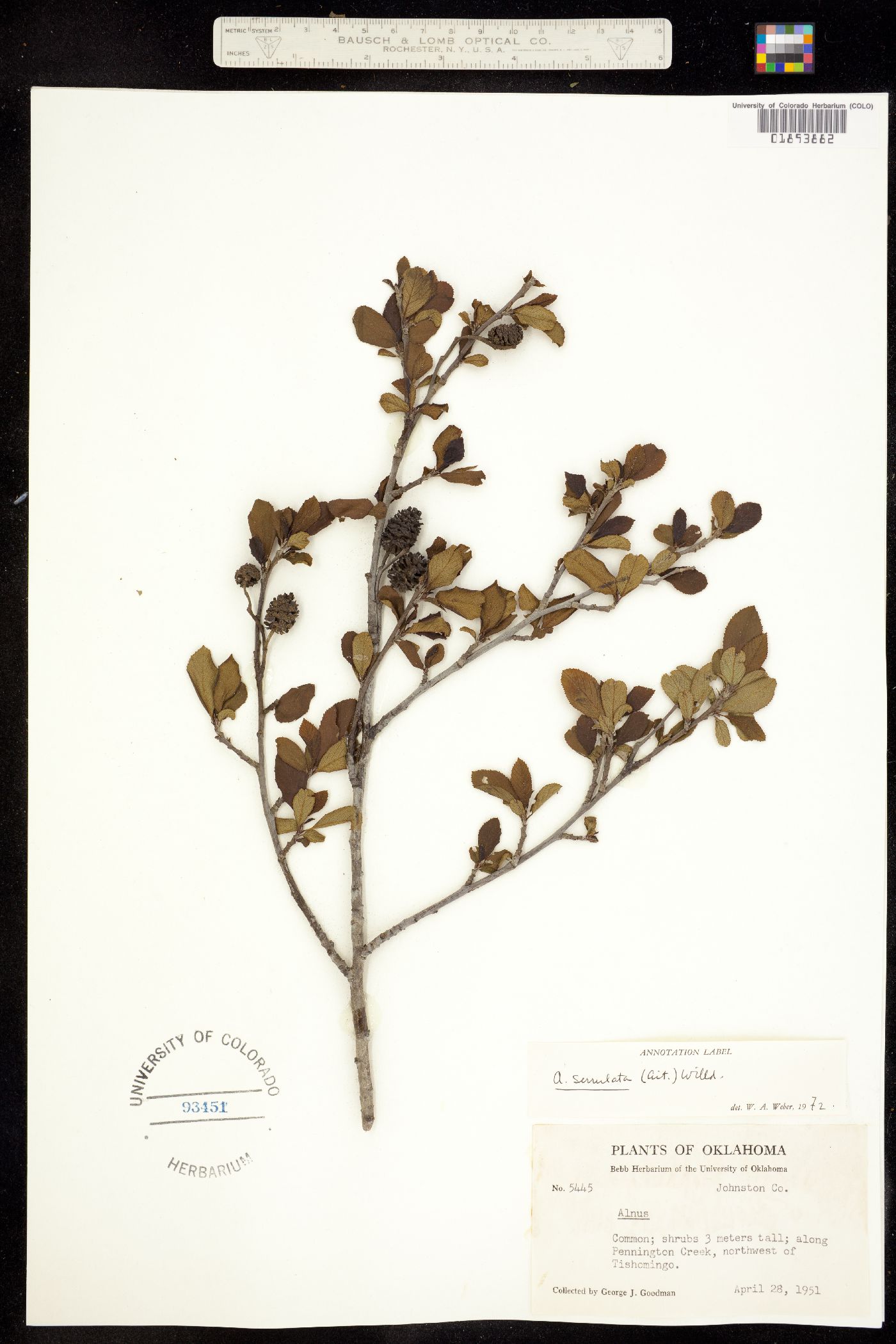 Alnus serrulata image