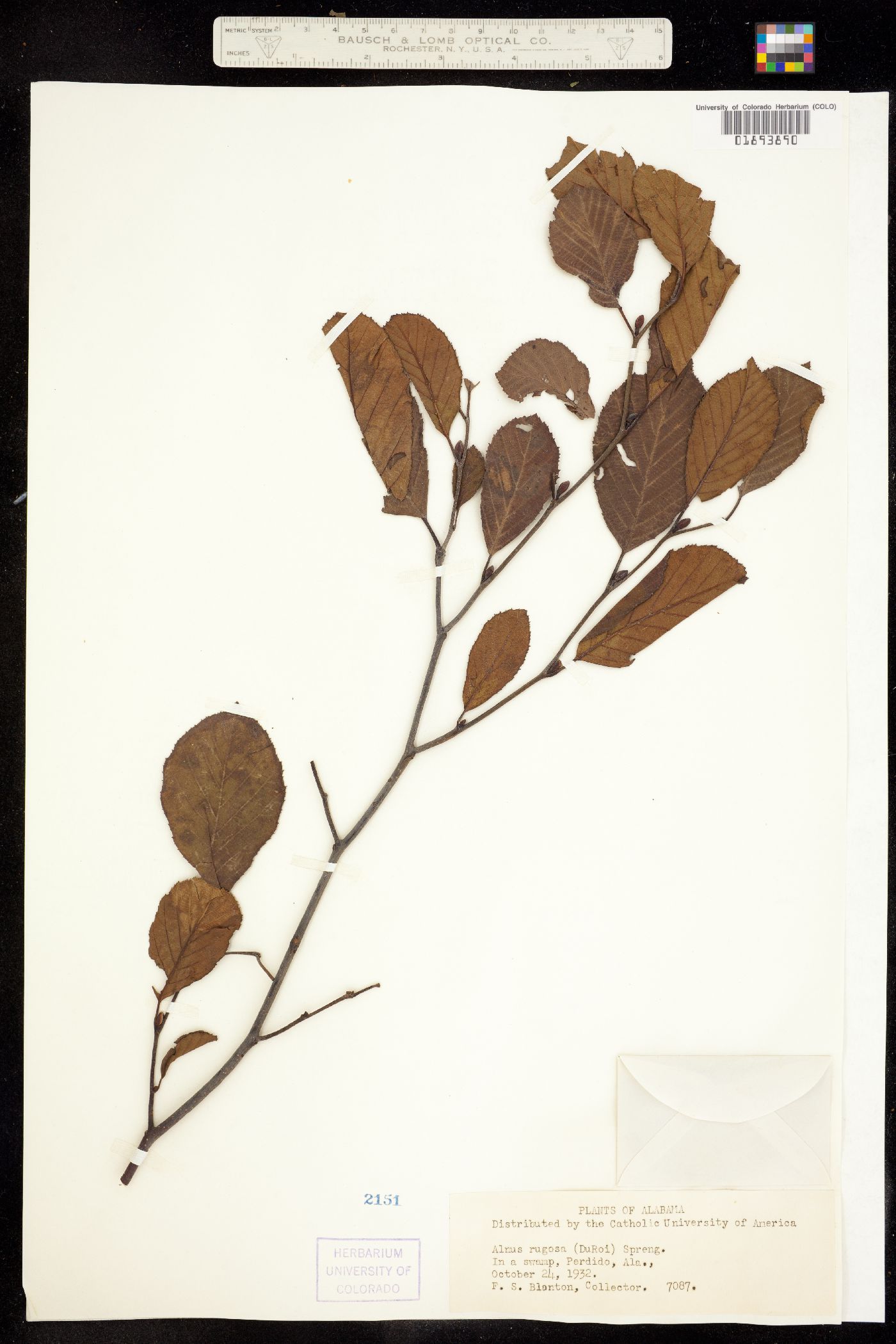 Alnus serrulata image