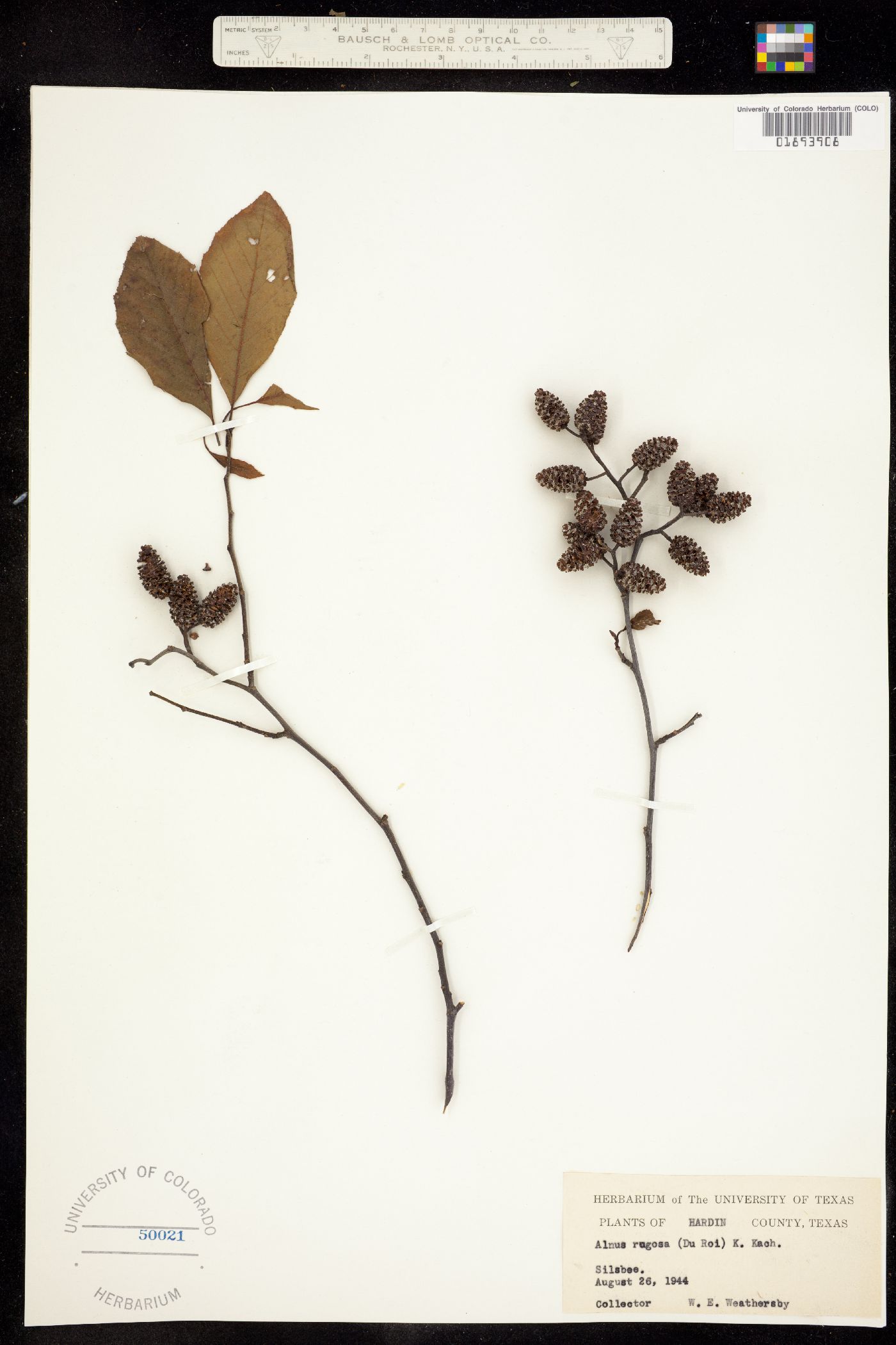 Alnus serrulata image