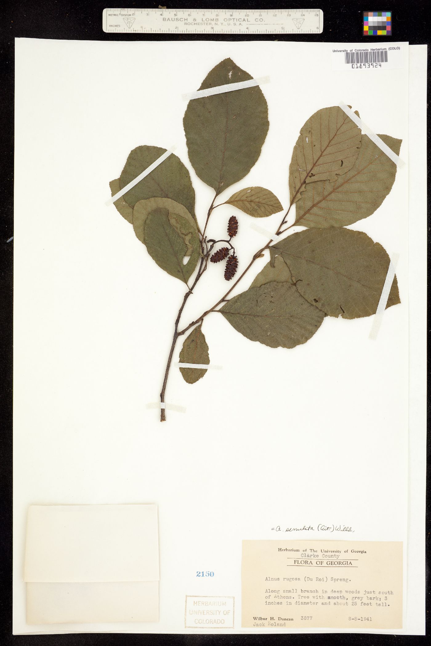 Alnus serrulata image