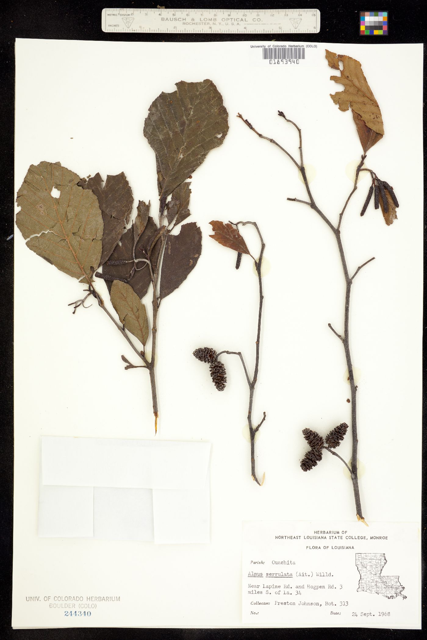 Alnus serrulata image