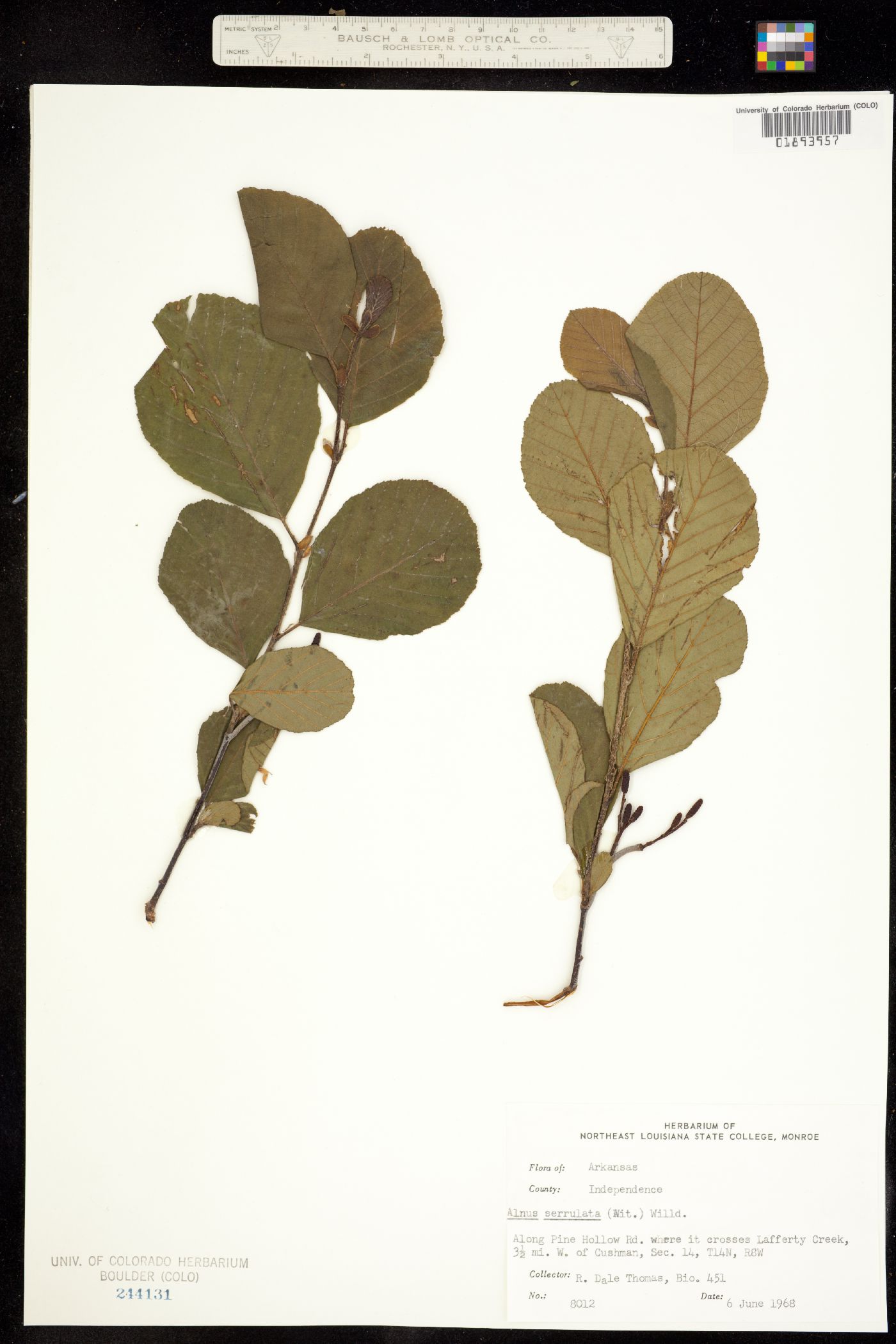 Alnus serrulata image