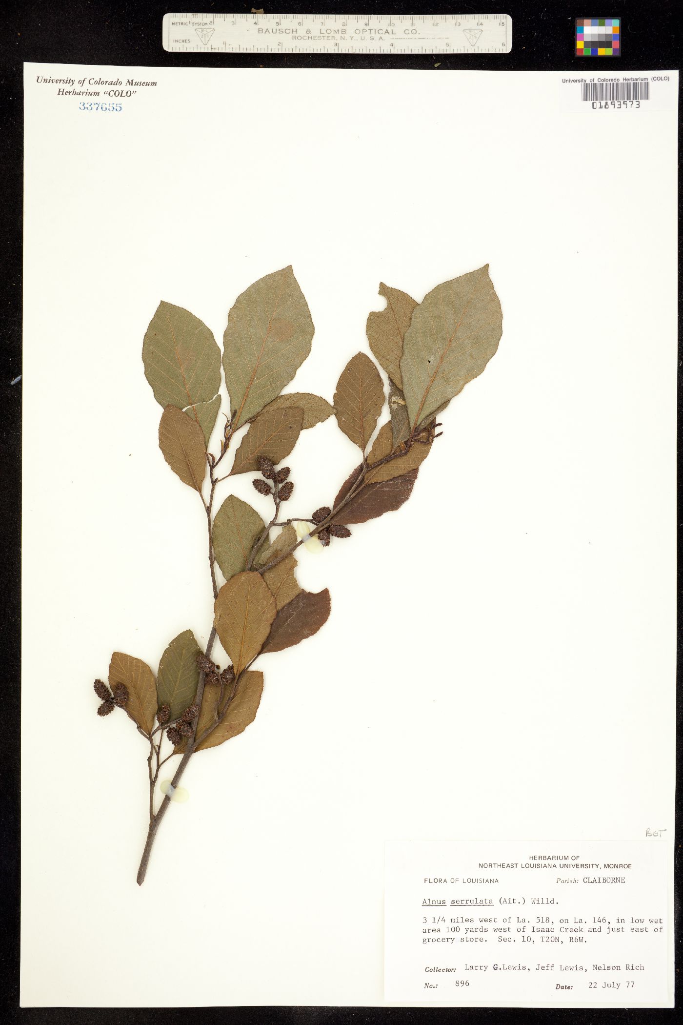 Alnus serrulata image