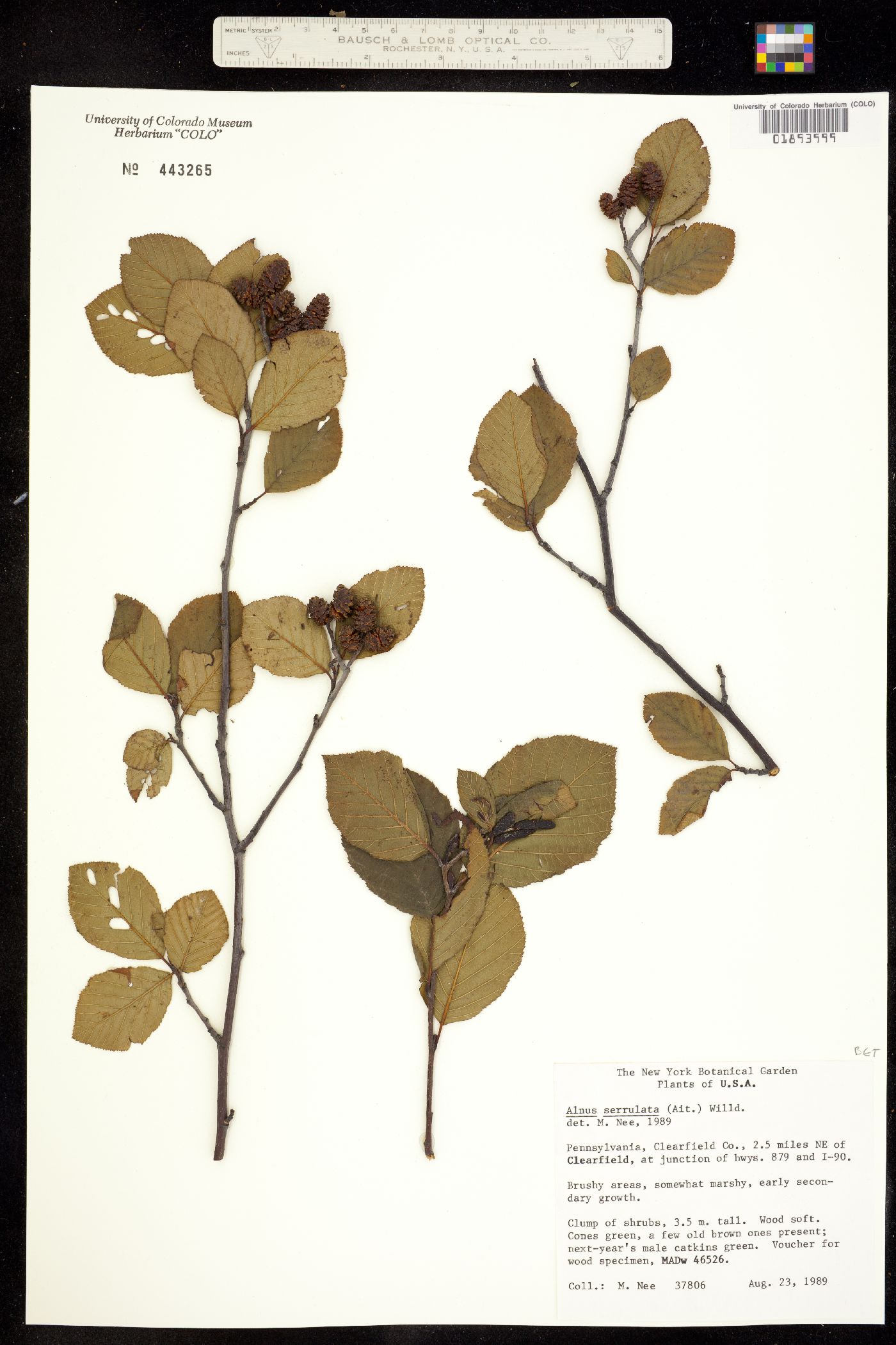 Alnus serrulata image