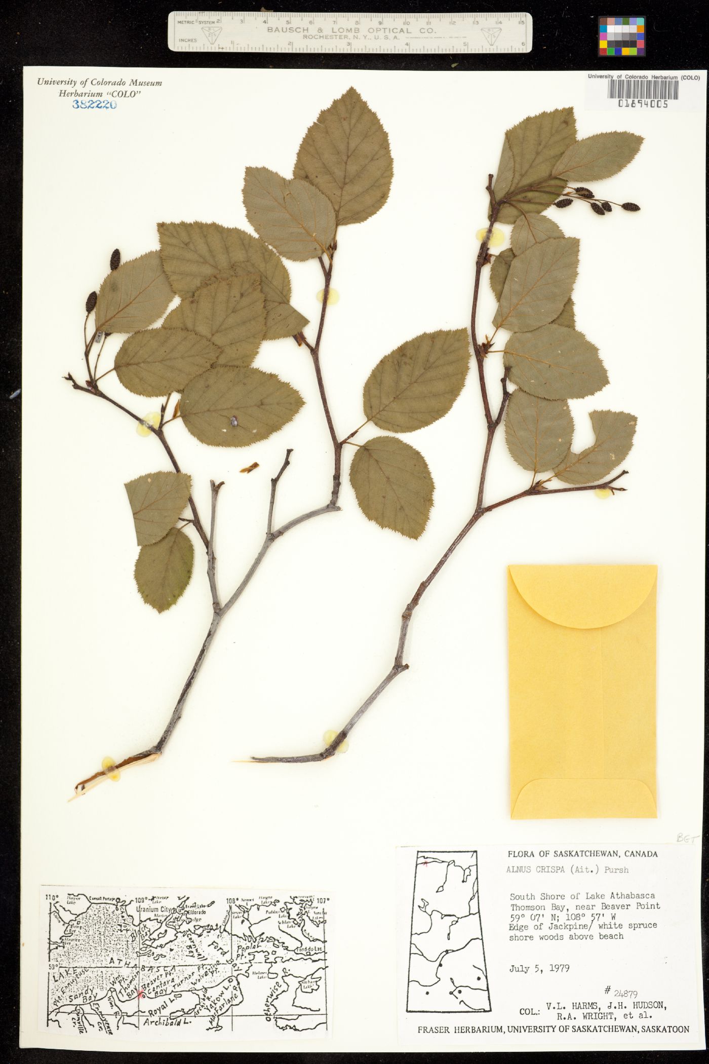 Alnus viridis subsp. crispa image