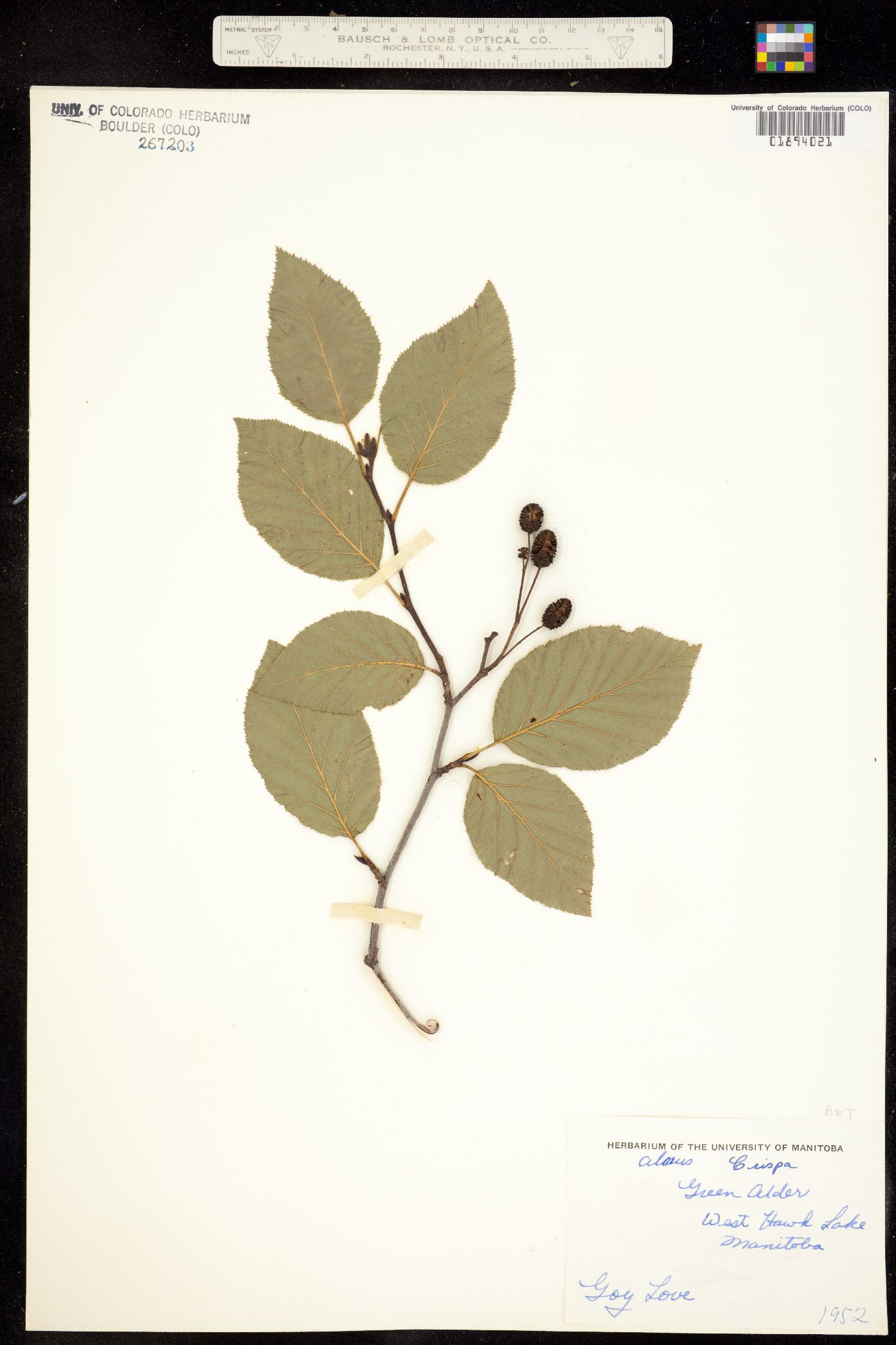 Alnus image