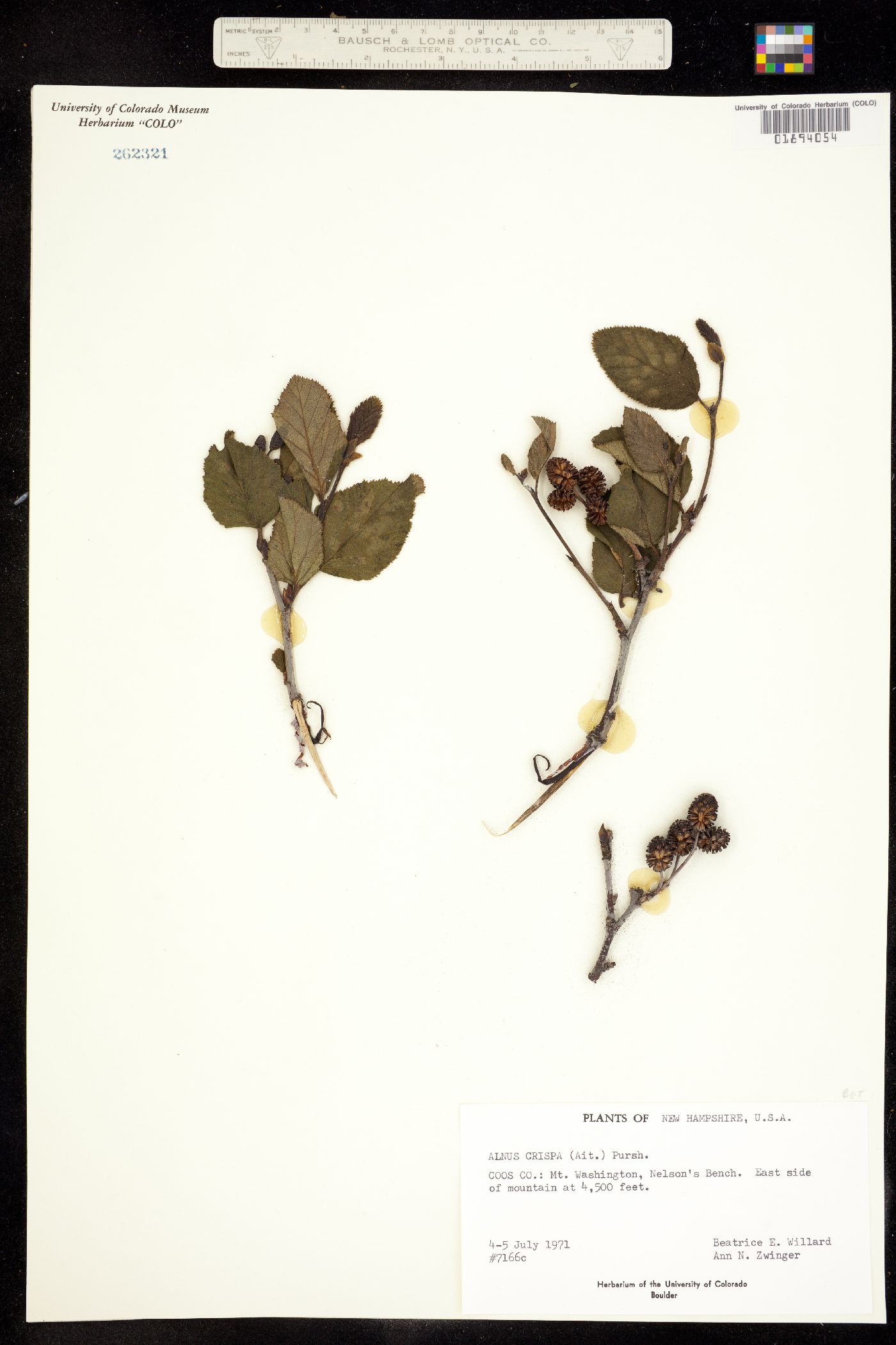 Alnus viridis subsp. crispa image