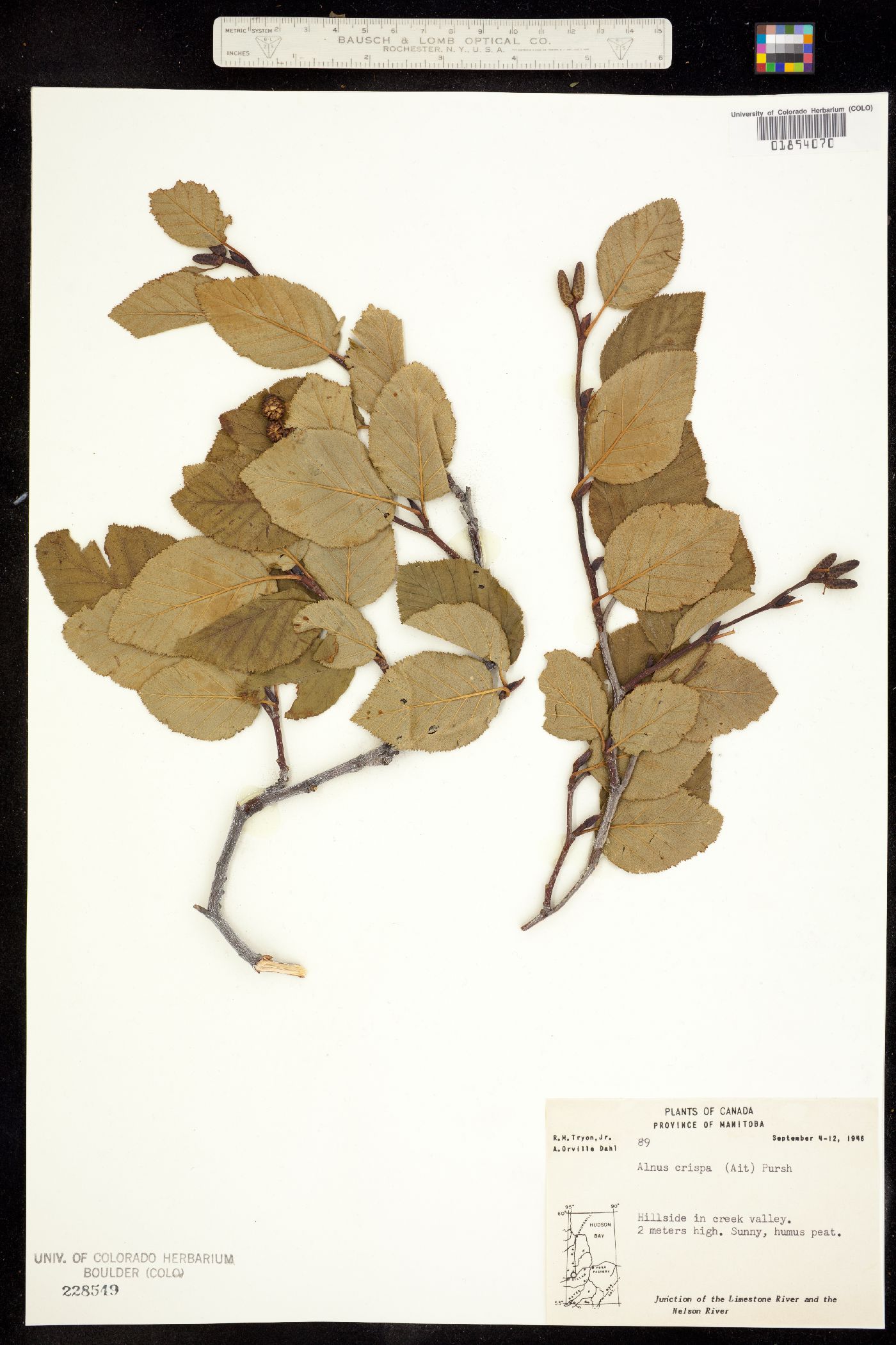 Alnus viridis subsp. crispa image