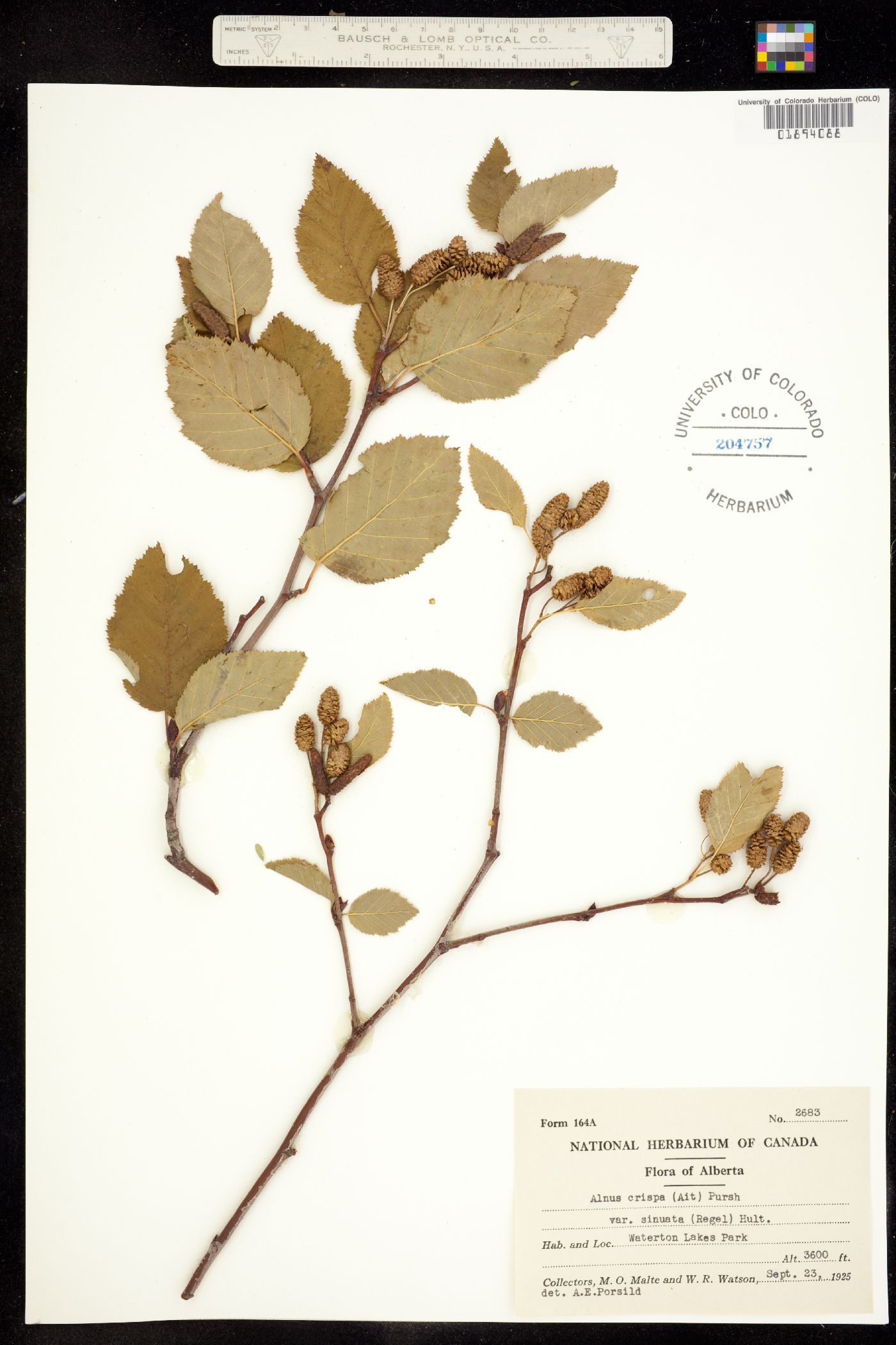 Alnus viridis subsp. crispa image