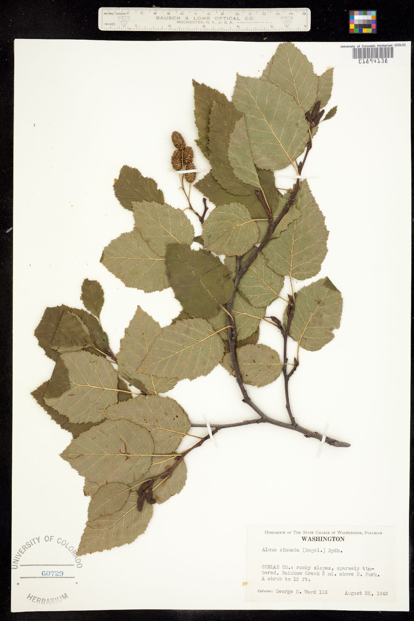 Alnus viridis image