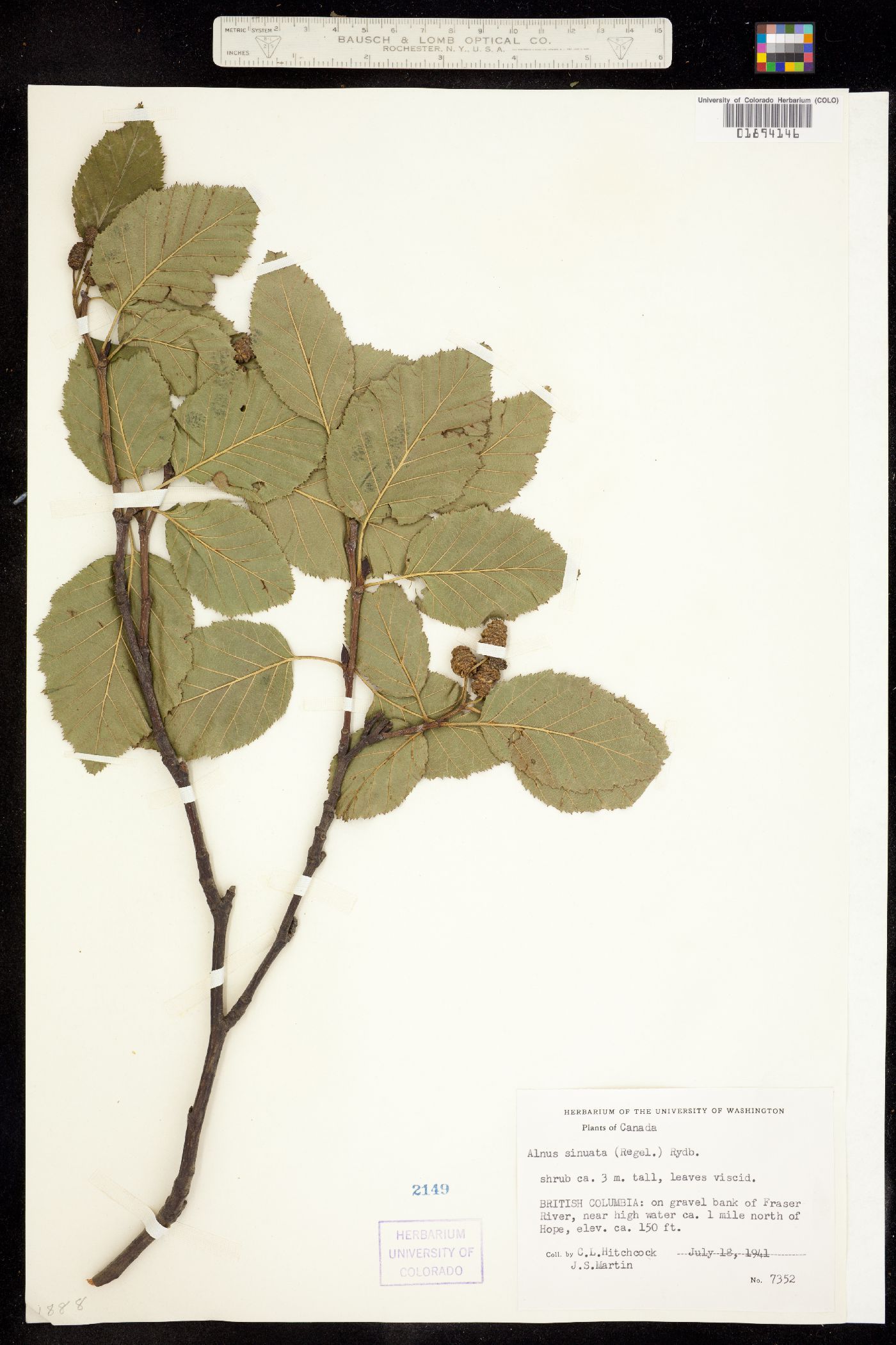 Alnus viridis subsp. sinuata image