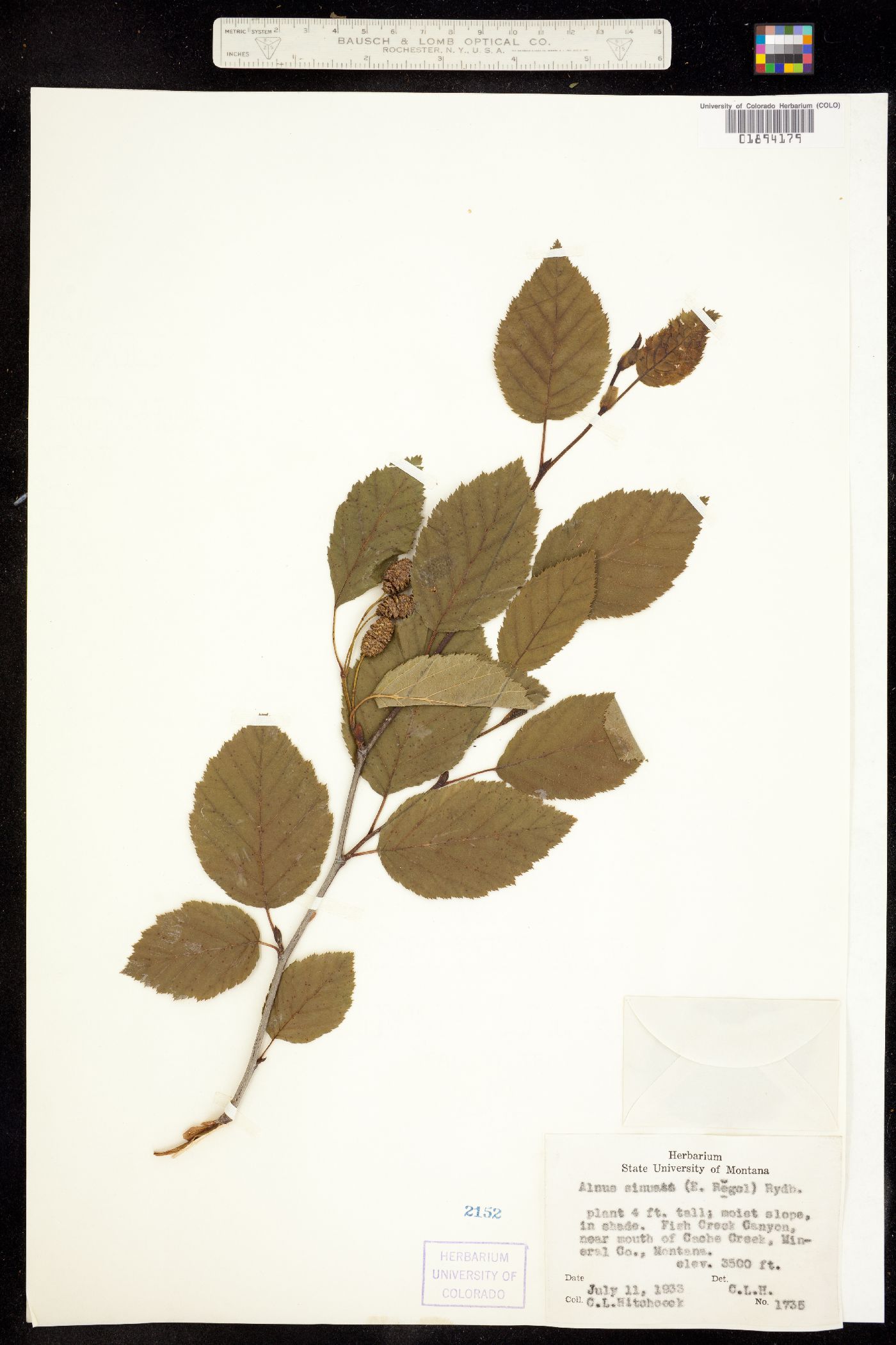 Alnus viridis subsp. sinuata image