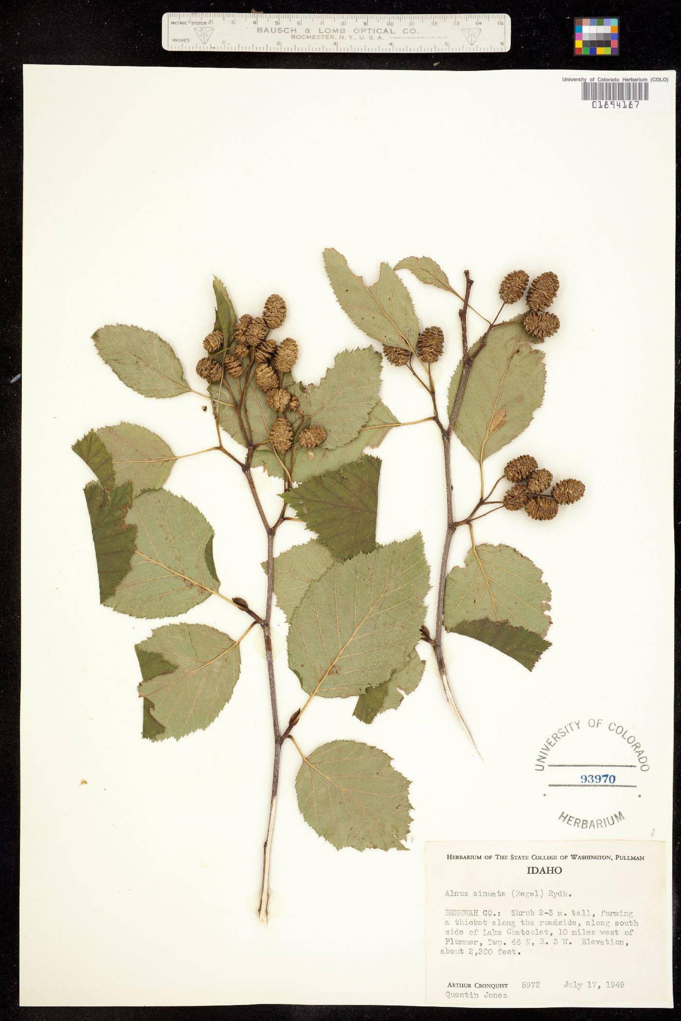 Alnus viridis image