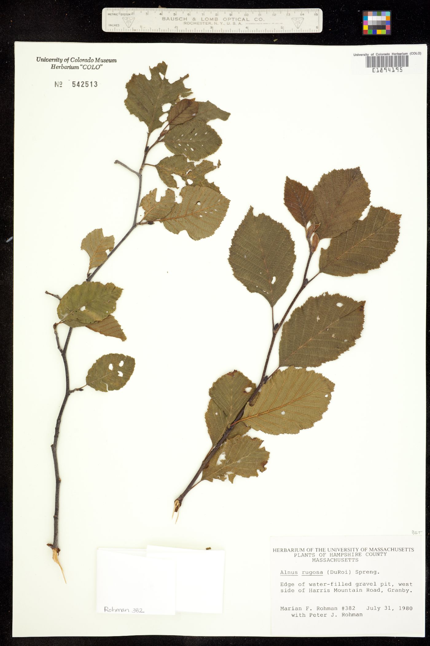 Alnus incana ssp. rugosa image