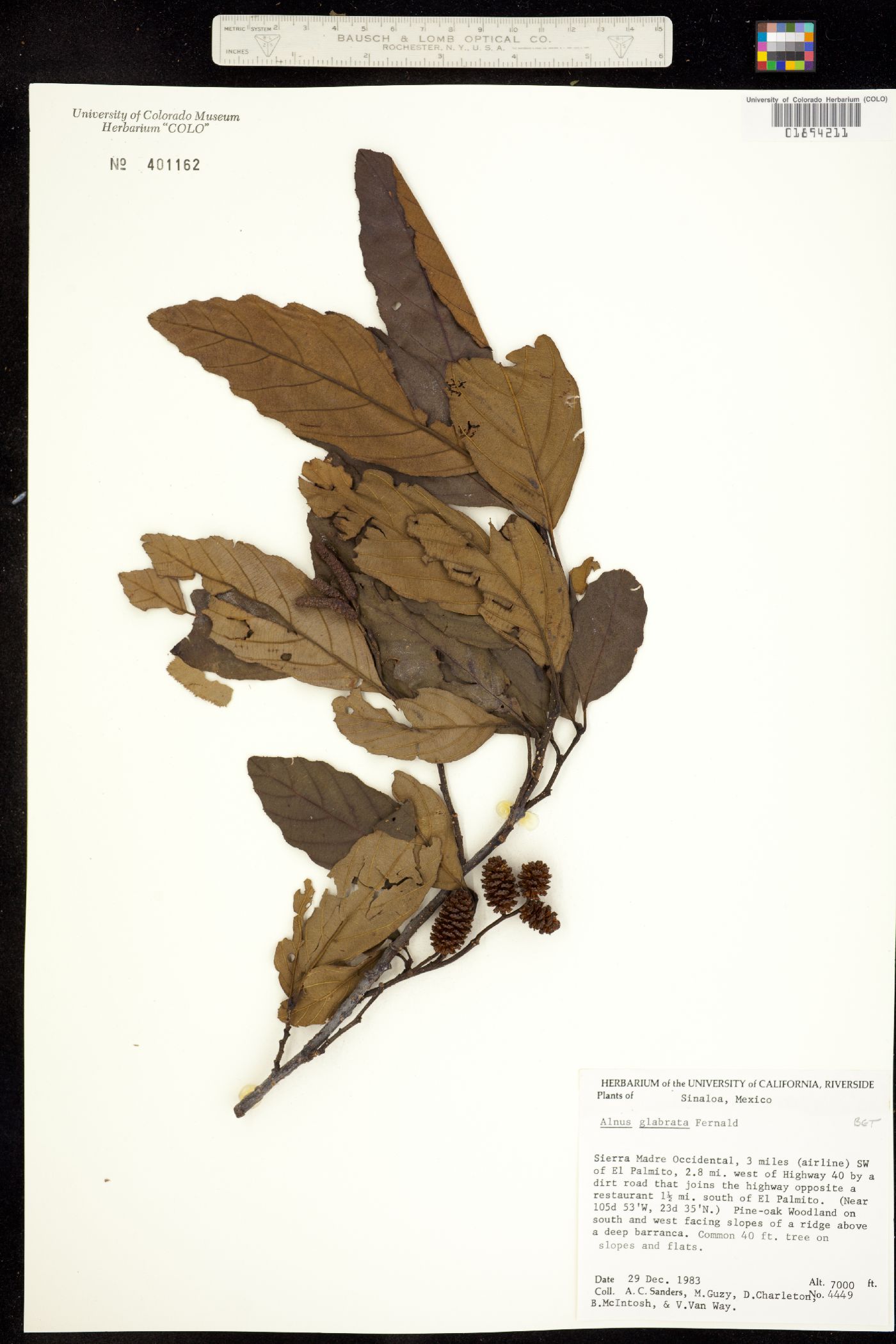 Alnus glabrata image